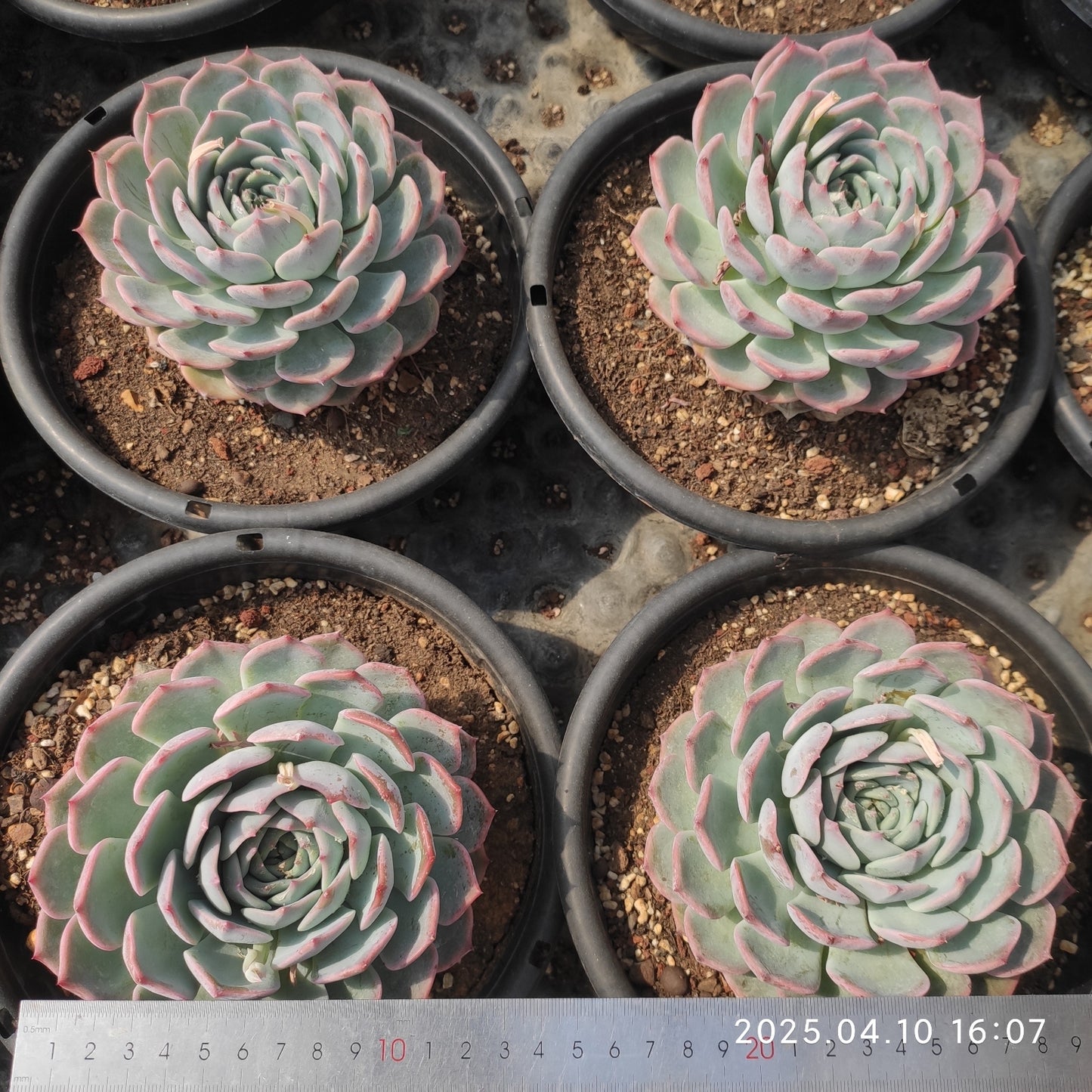 NGN549 パイレーツ/海賊 (18cm pot)