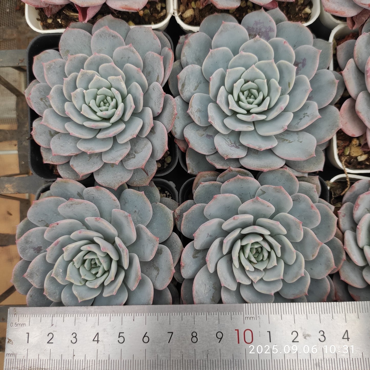 RC140 ワックス スキン(7cm pot)