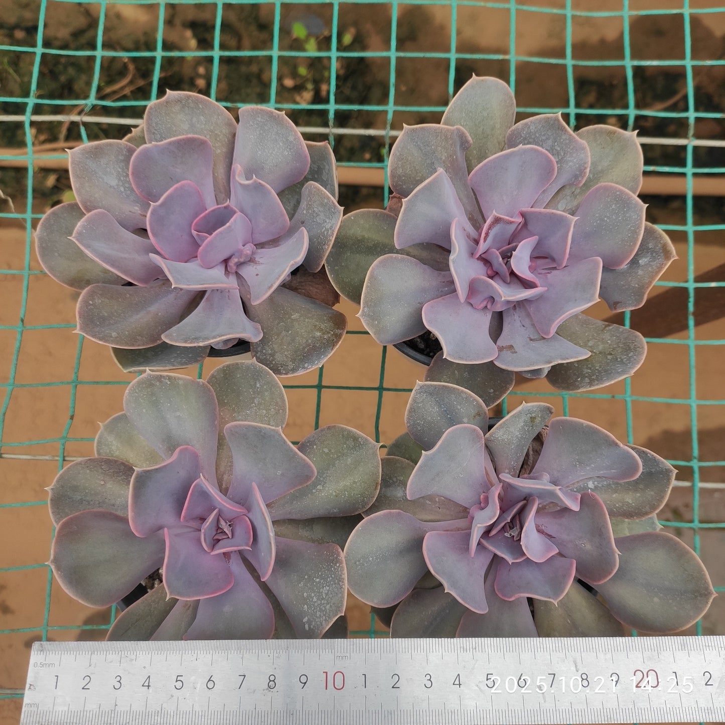 21920 ラブ パール(9cm pot)
