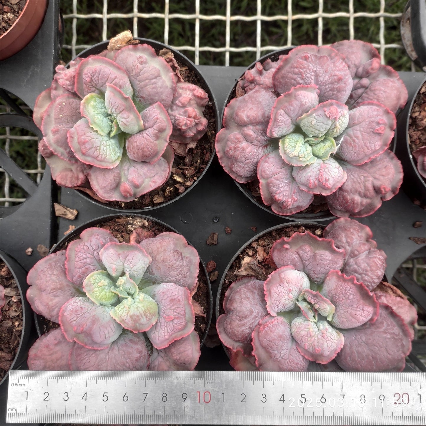 ZZA136 バロンボールド(11cm pot)