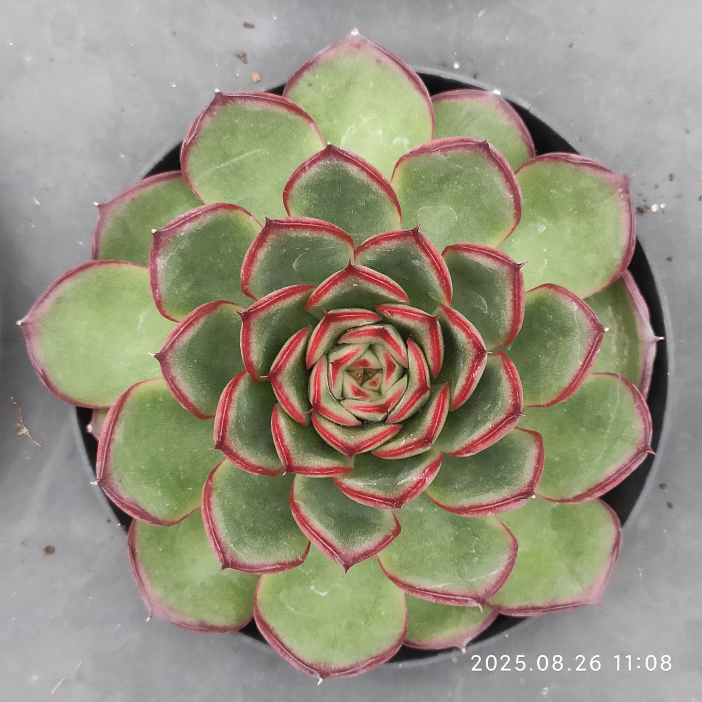 XY235 ファイヤーフライ(9cm pot)