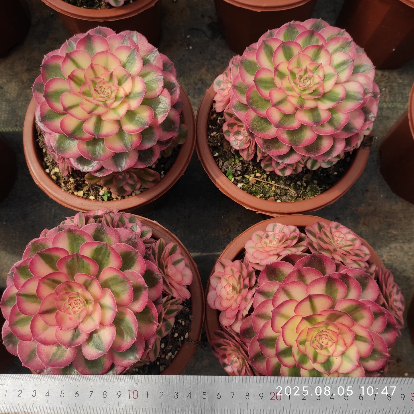 GDX022 アエオニウム ゴージャス(16cm pot)