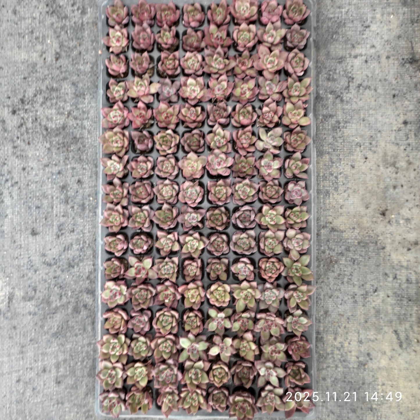 21740 ロメオ(3cm pot)(ポット苗)