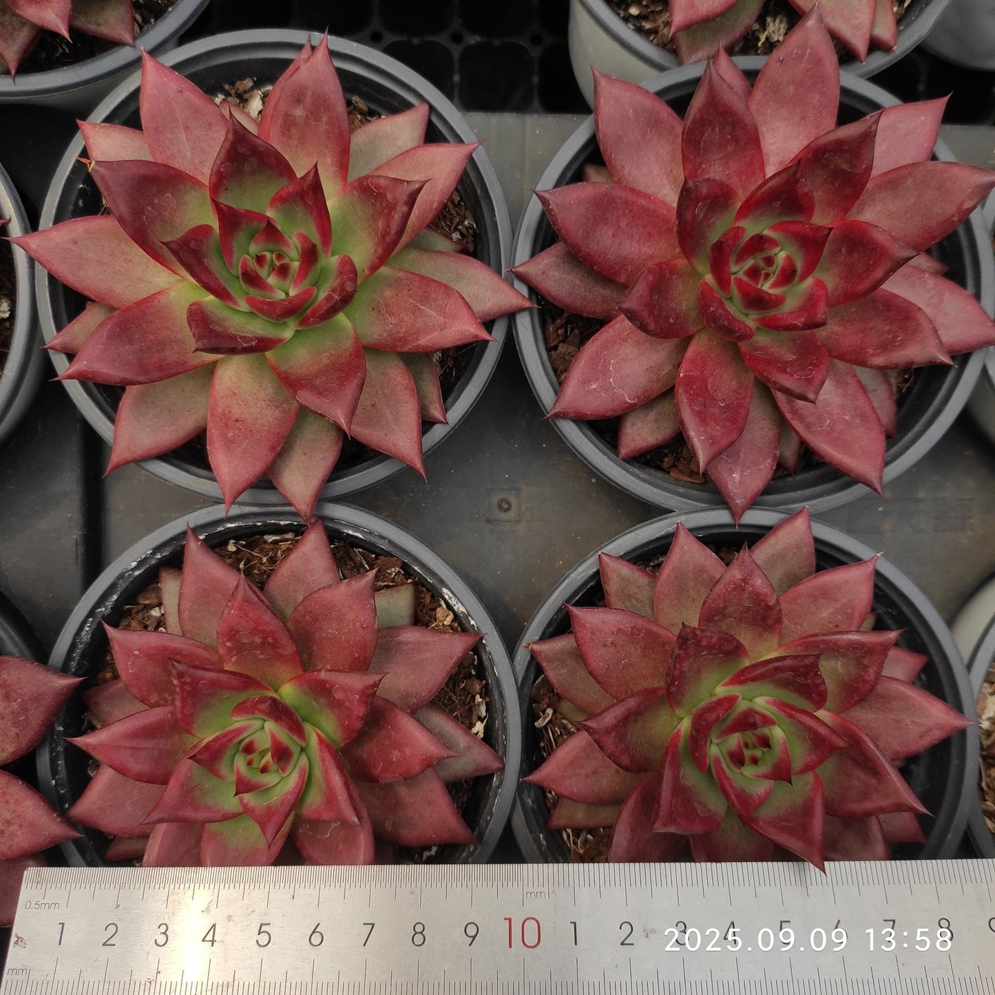 MMT853 ロカ(11cm pot)