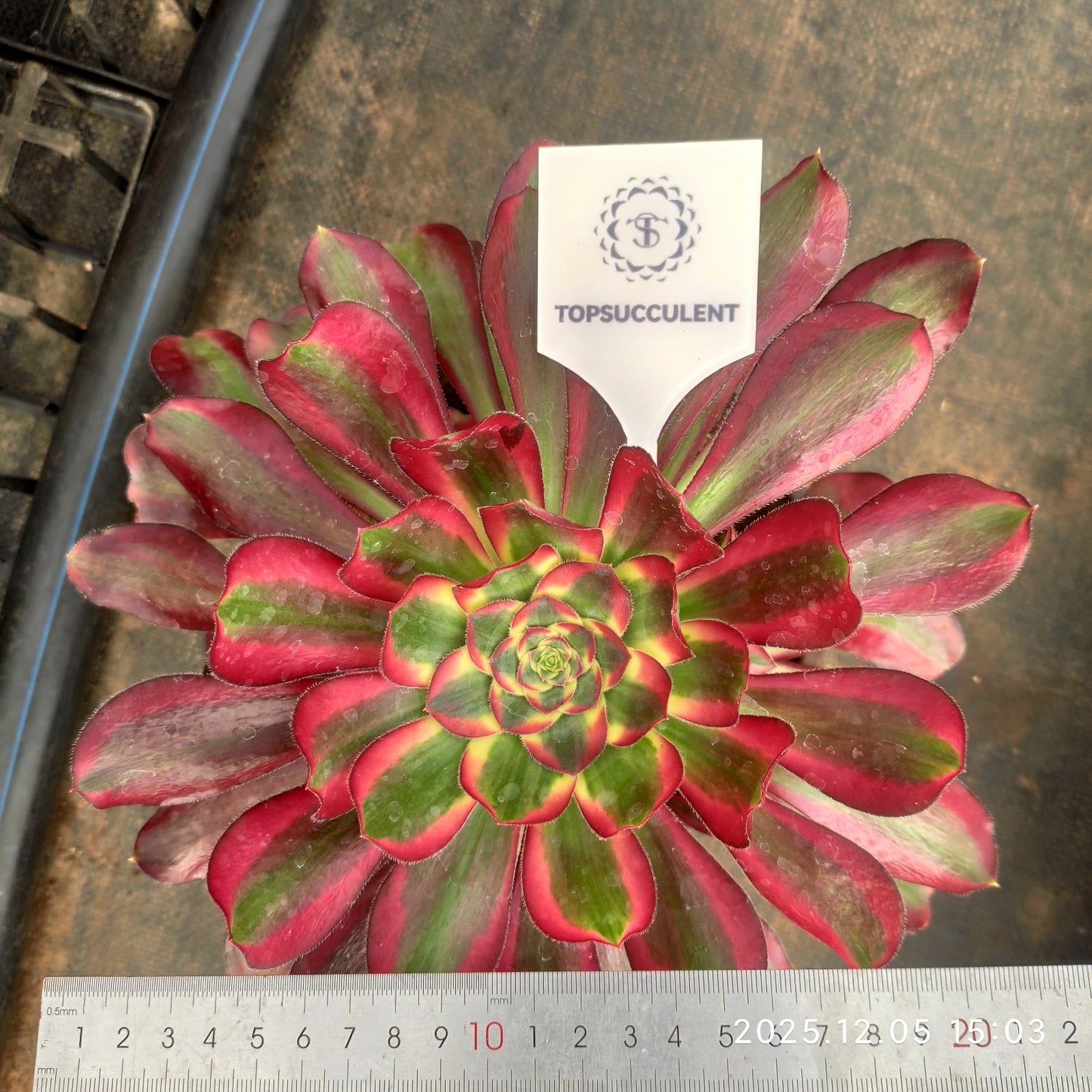 23322 レッド ベルベット(18cm pot)