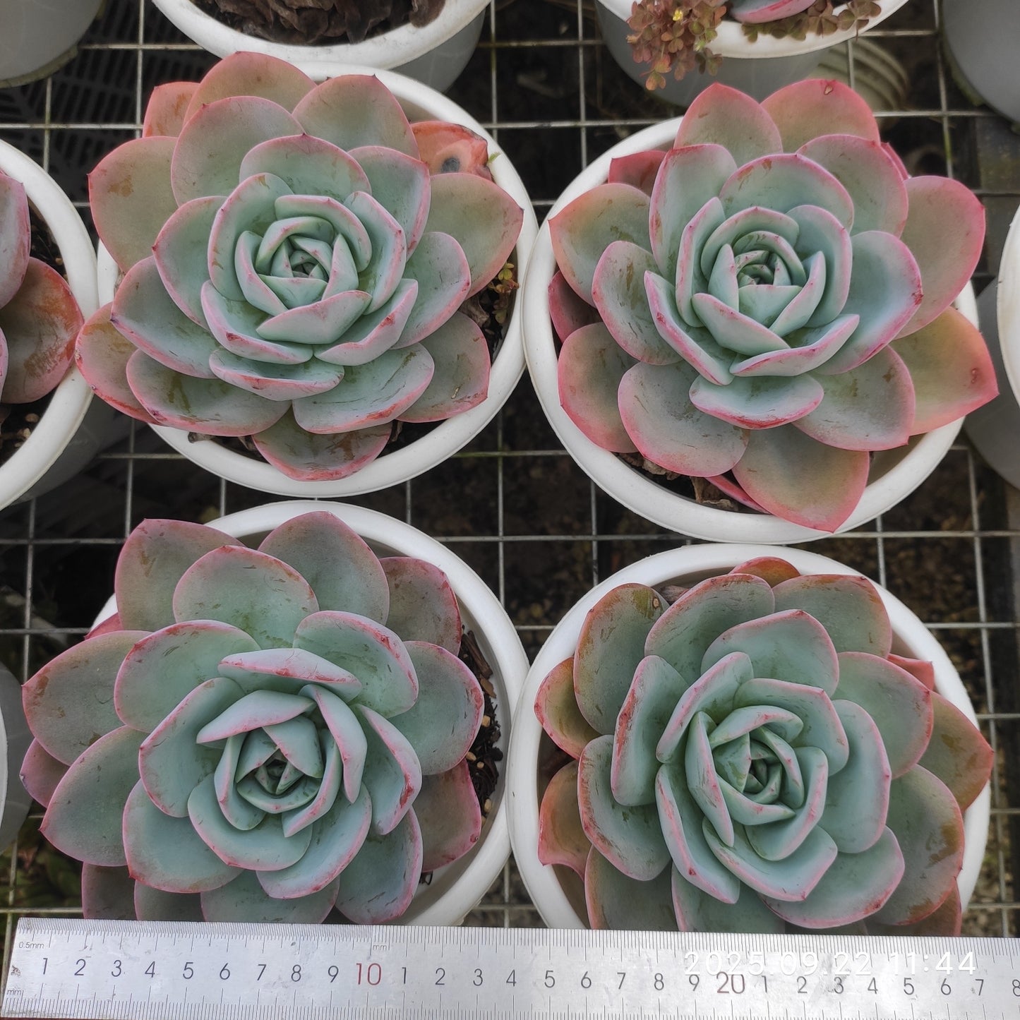 ZAJ035 ブレランド(18cm pot)