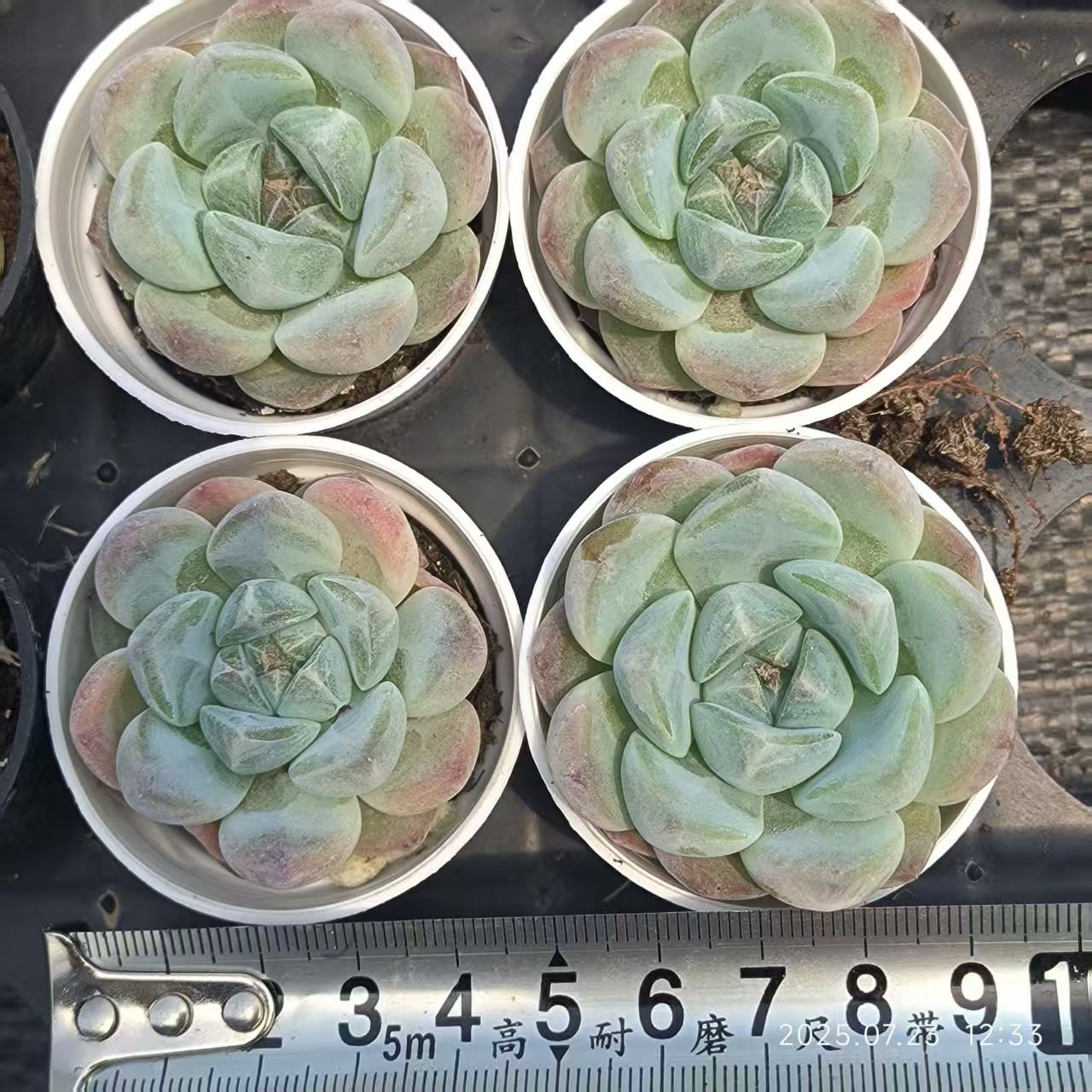 XL040 フォーティチュード(5cm pot)