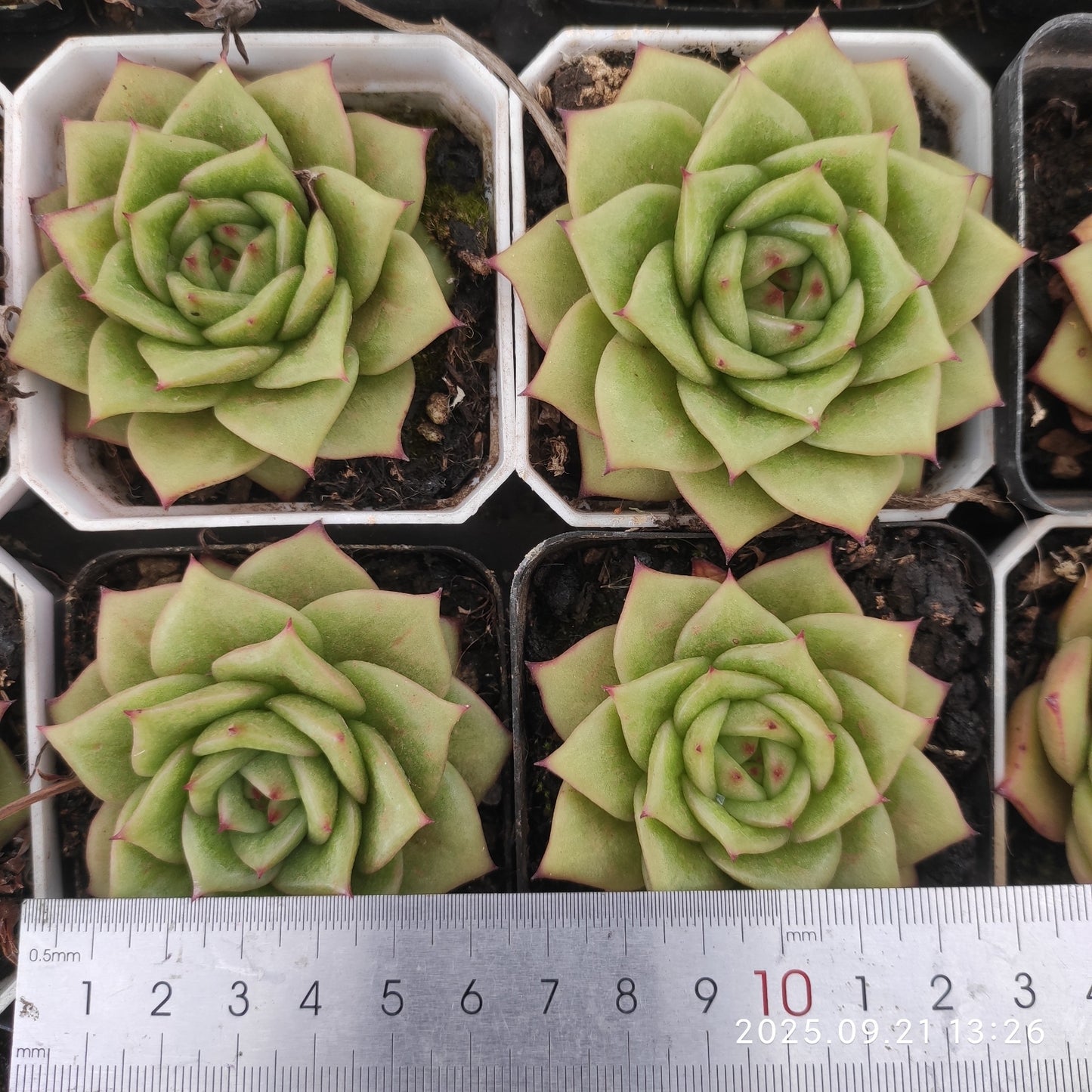 ZX103 ランブラー(7cm pot)