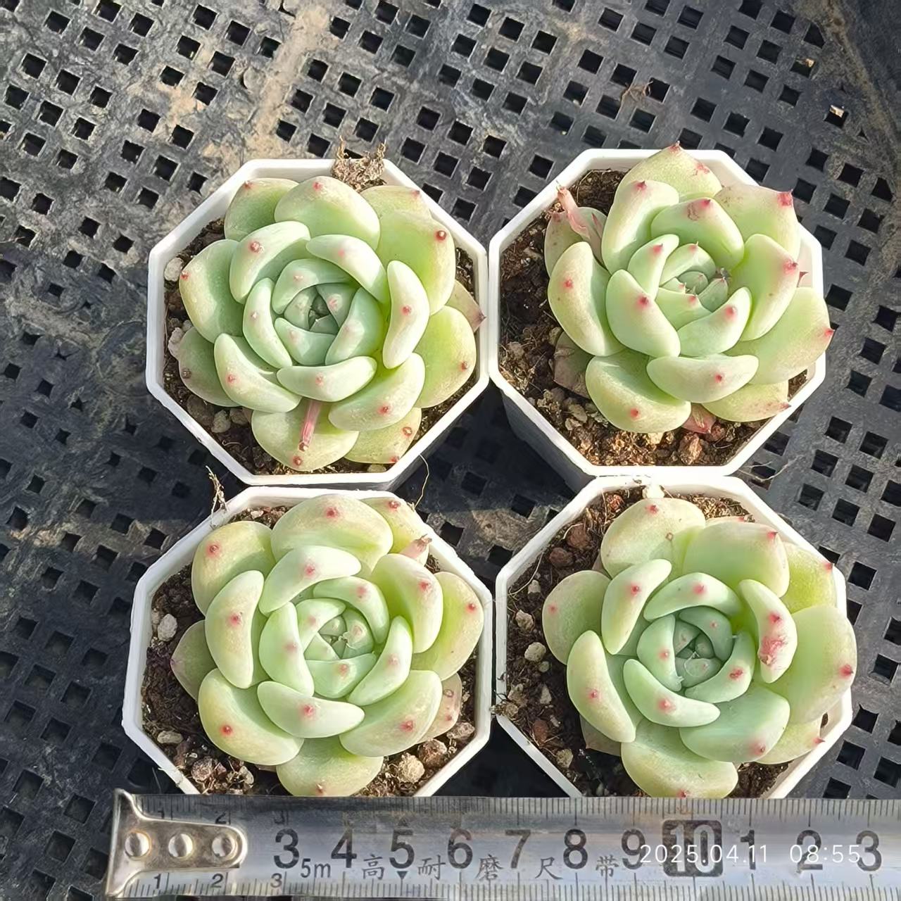 RDD277 ホワイトラタム (6.5cm pot)