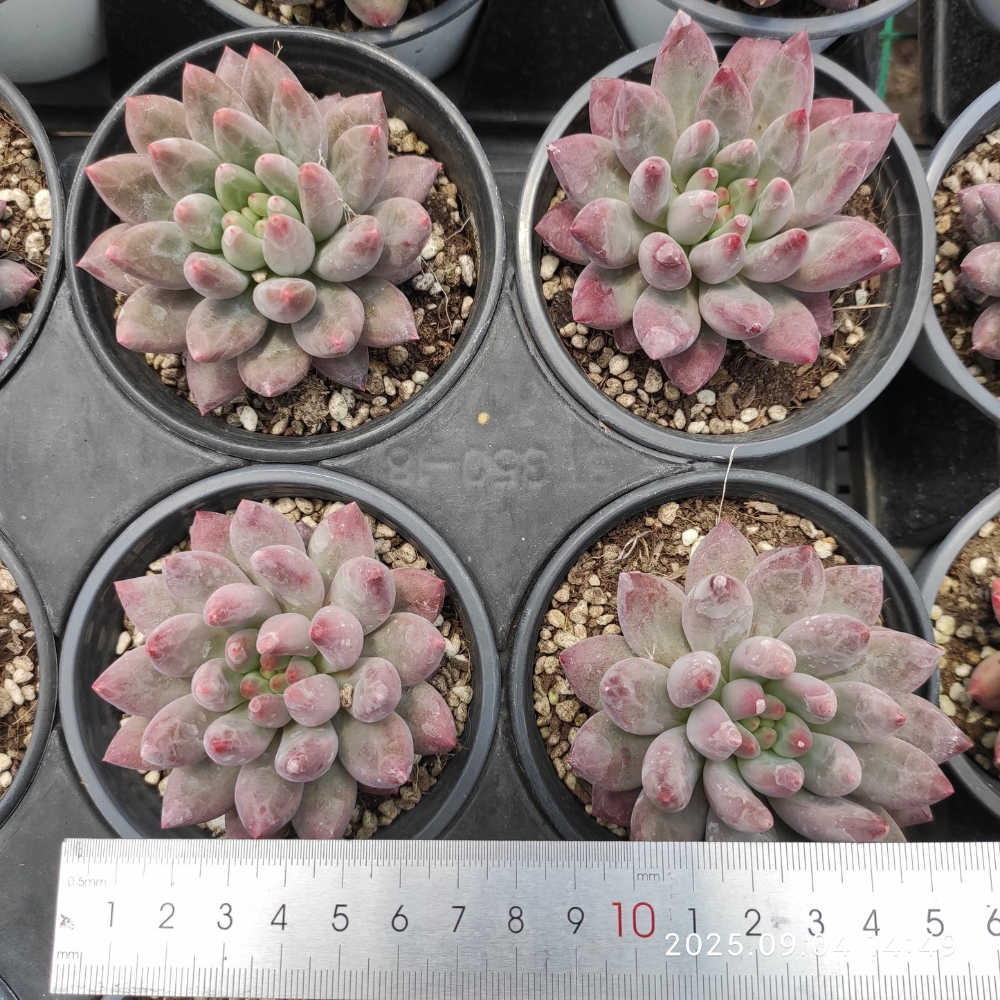 MMY804 ゴールドフィッシュ(9cm pot)