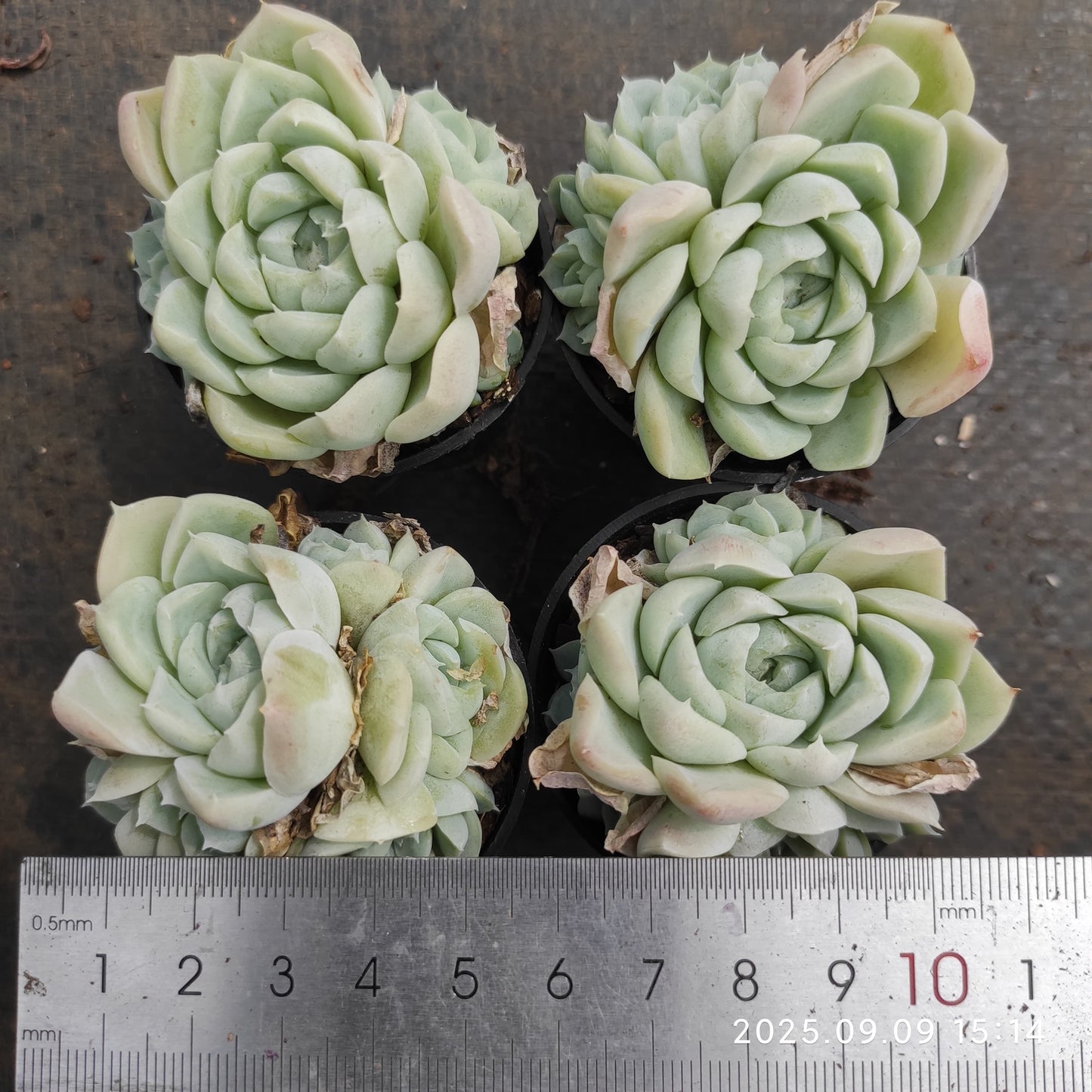 MMT888 ヒューミリス(5.5cm pot)