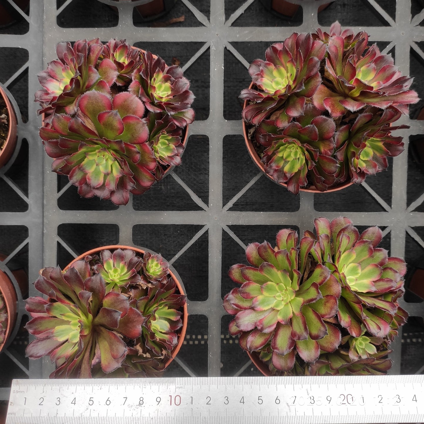 ZXX409 アエオニウム マリド(12cm pot)