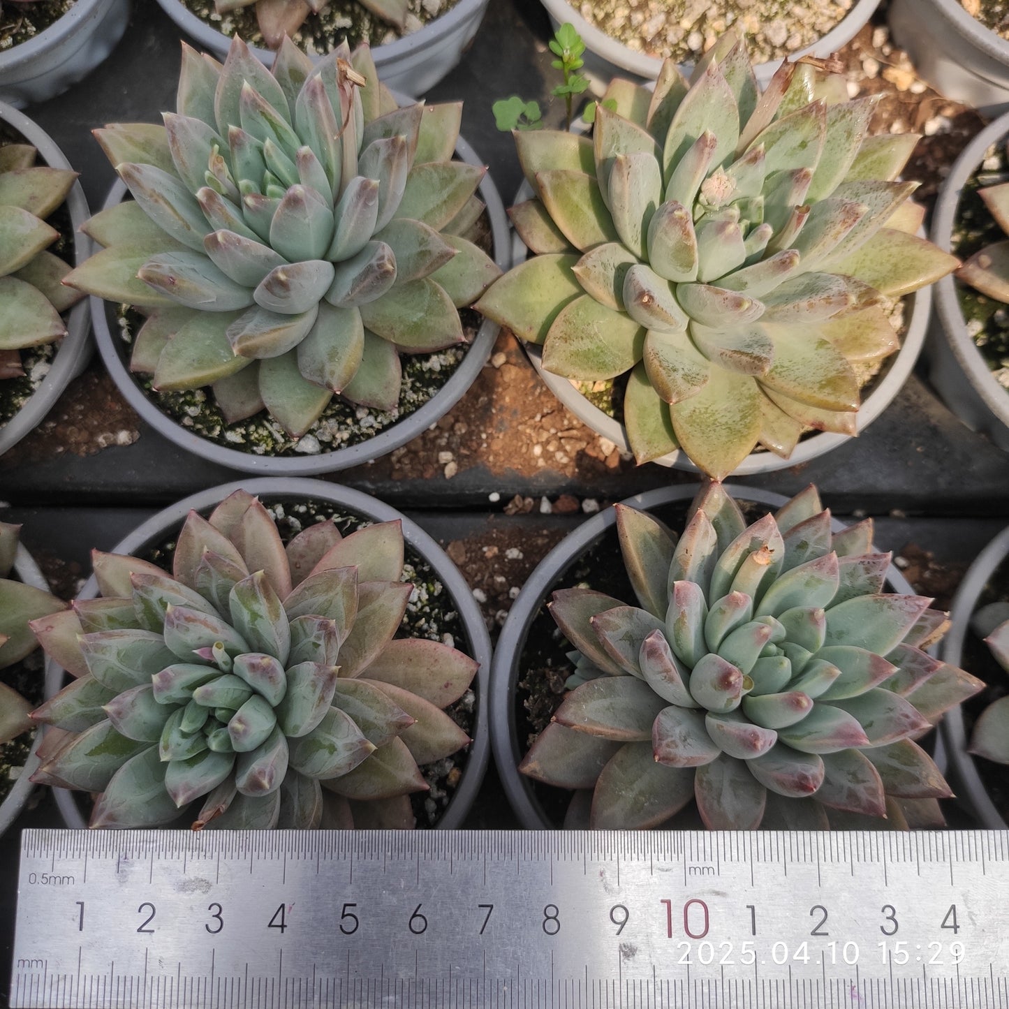 NGN601 ダークモンスター (9cm pot)