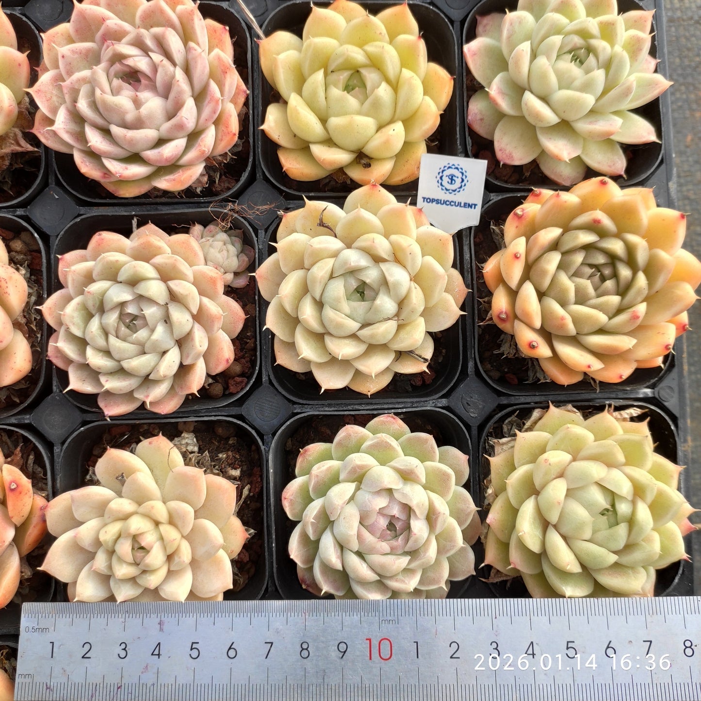 24757 シー キングHyb