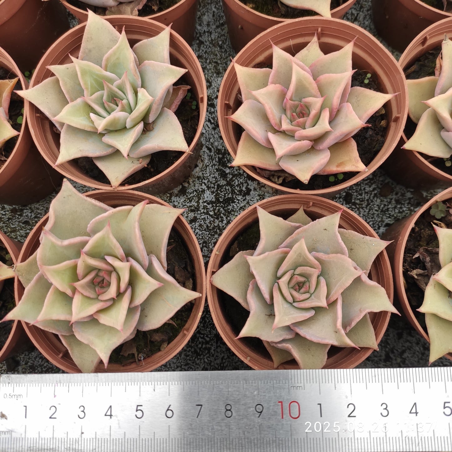 XY232 マディバ(7cm pot)