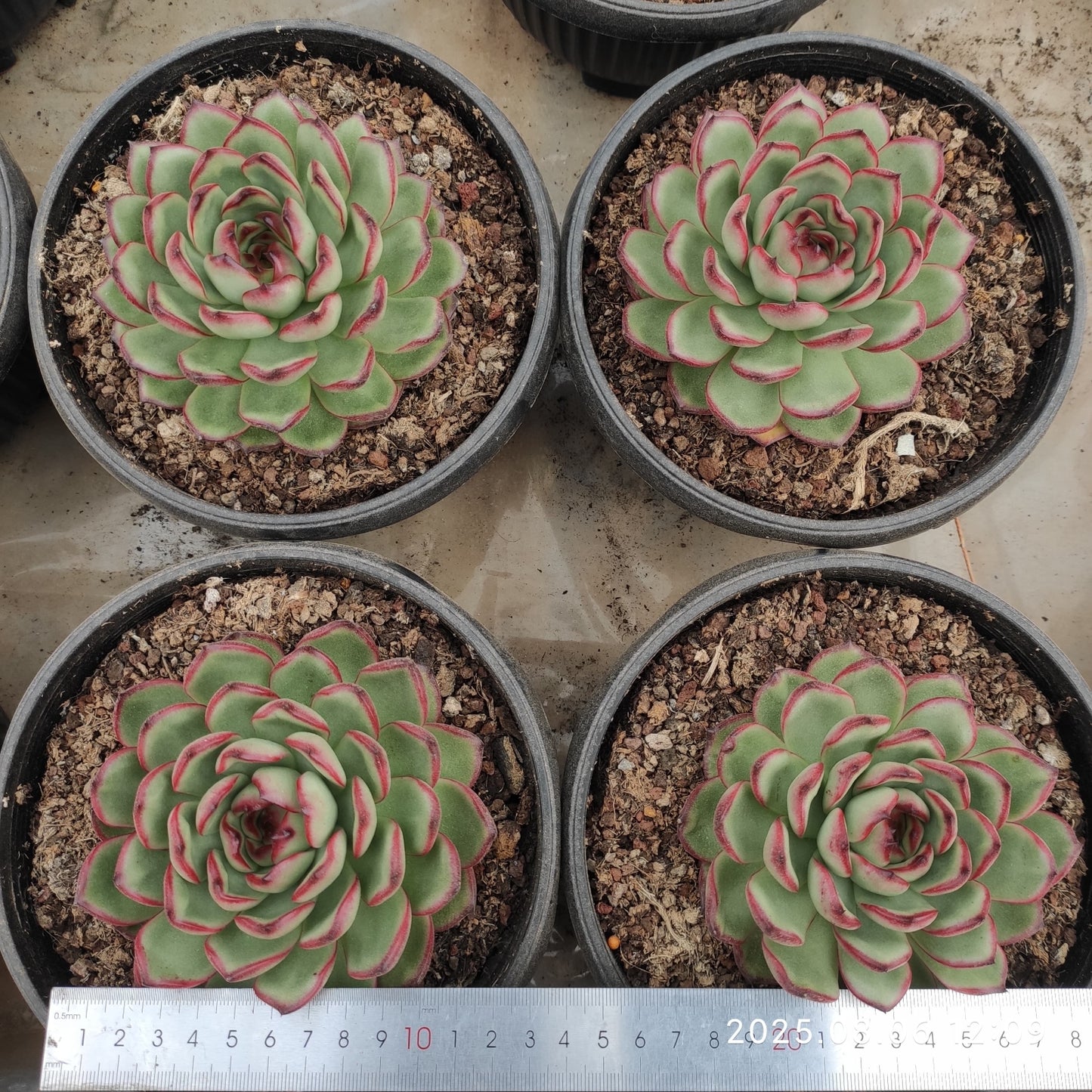 THH046 マールボロ(16cm pot)