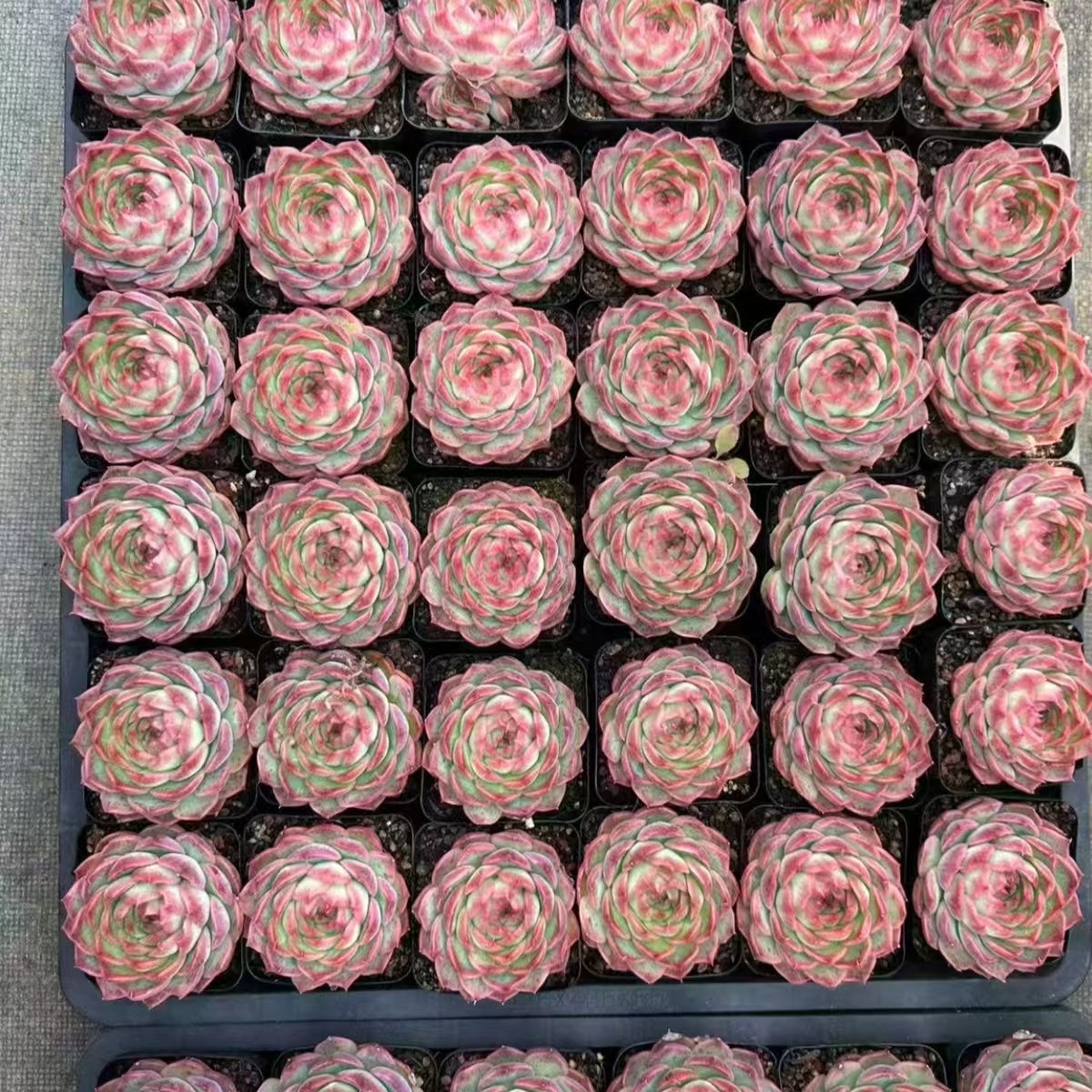 21472 マジック ピル(7cm pot)