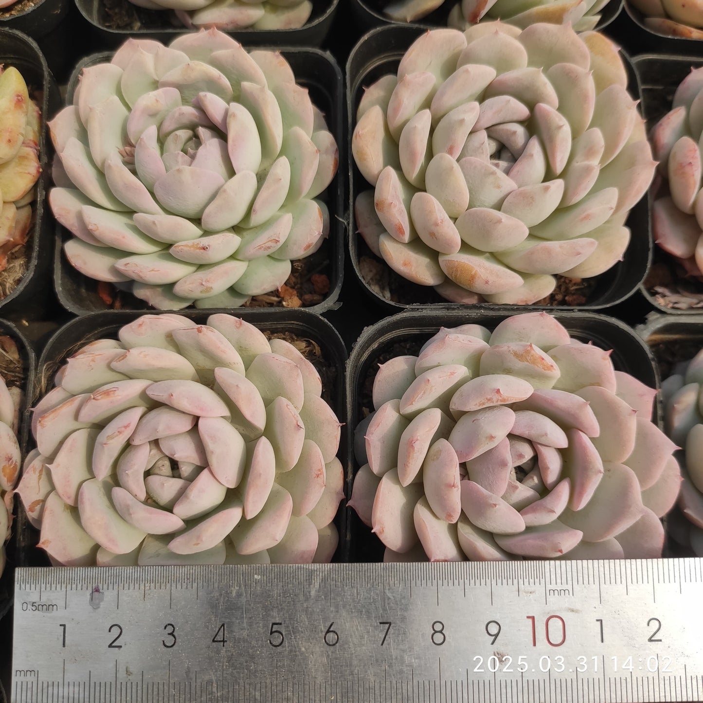 DWZ185 エレガンス x スリョン(睡蓮) (6cm pot)
