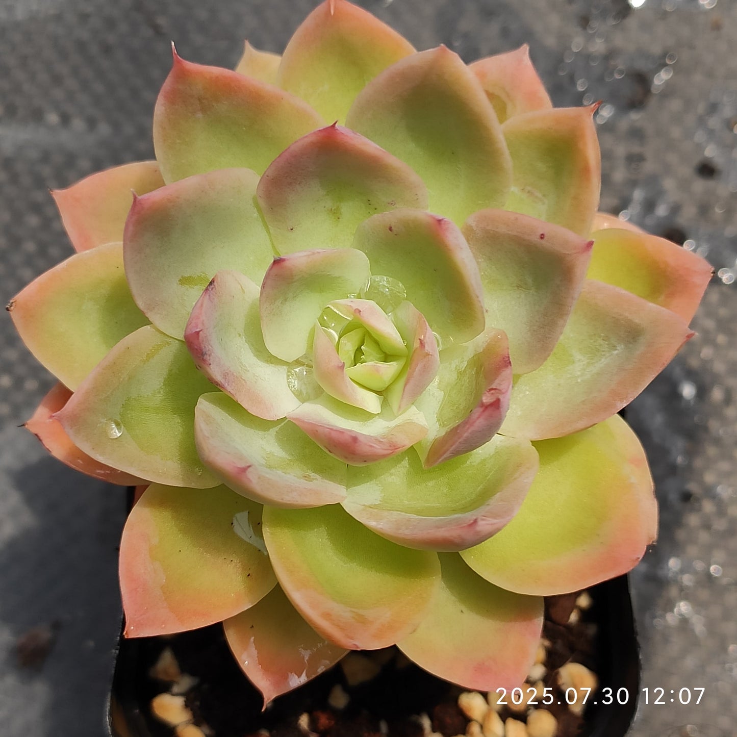 QN842 シルクヴェール(7cm pot)