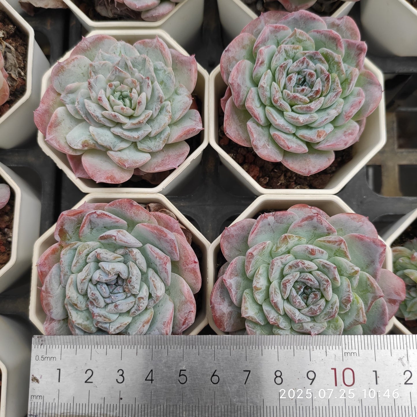 NGN035 ブライト ラブ (7cm pot)