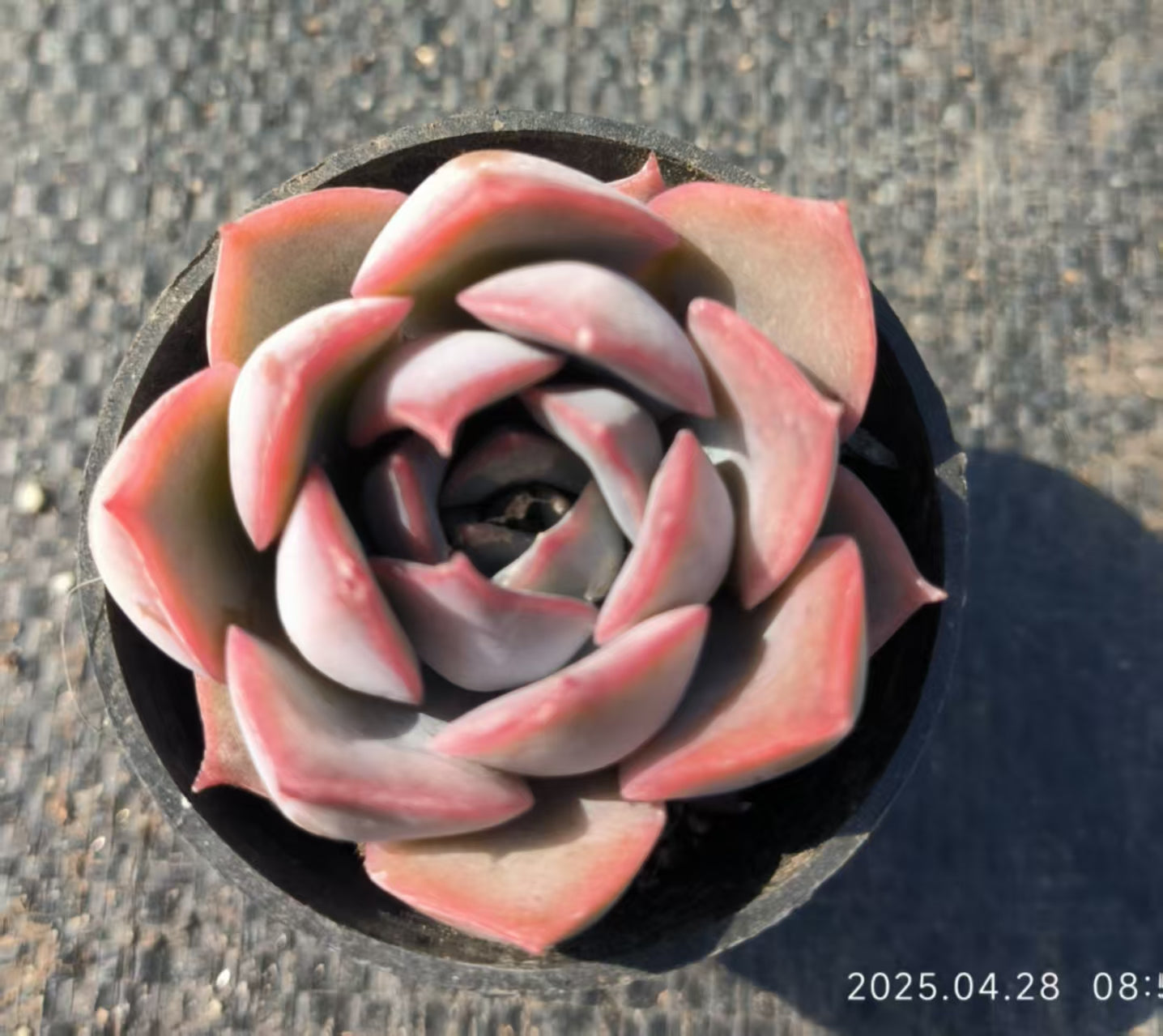 HBY074 ダークアイス(6.5cm pot)