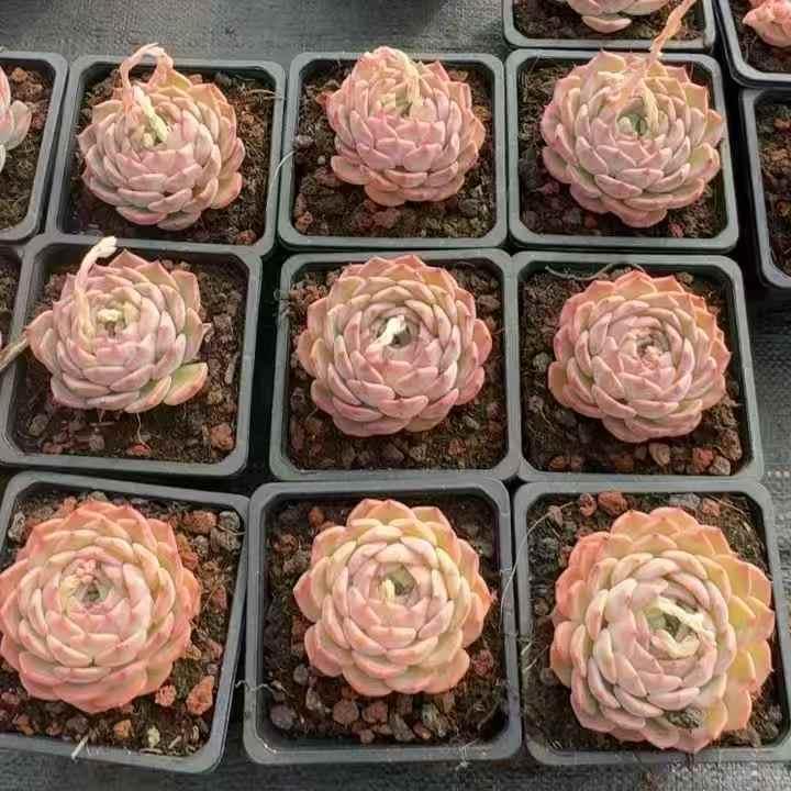 261071 カロリーズ