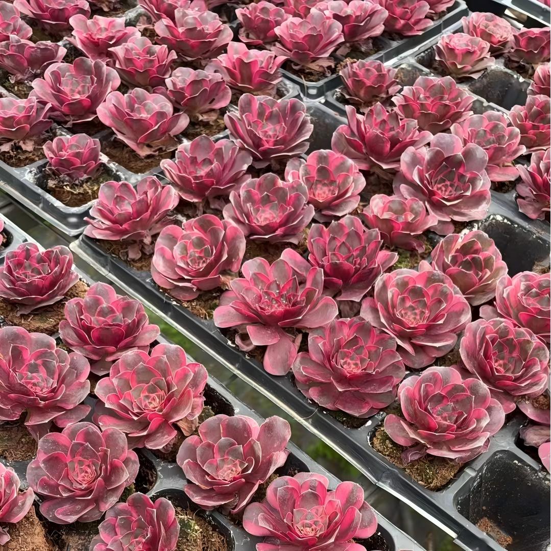 21499 チャーム ゴールド(7cm pot)