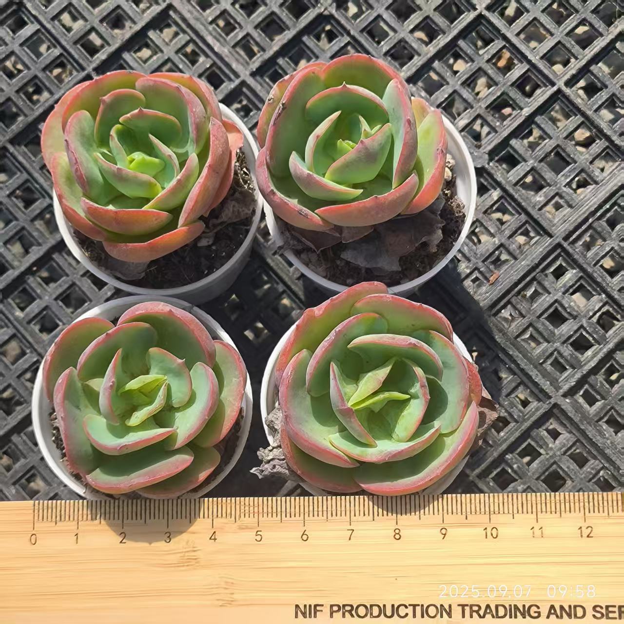 FFH358 ピーチプリデ(5.5cm pot)