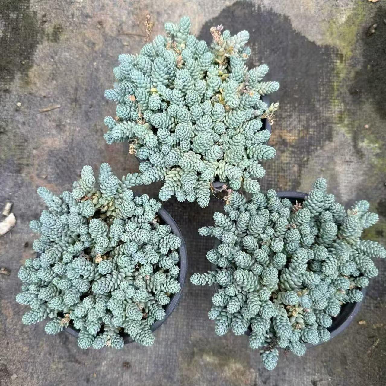 22833 姫星美人(12cm pot)