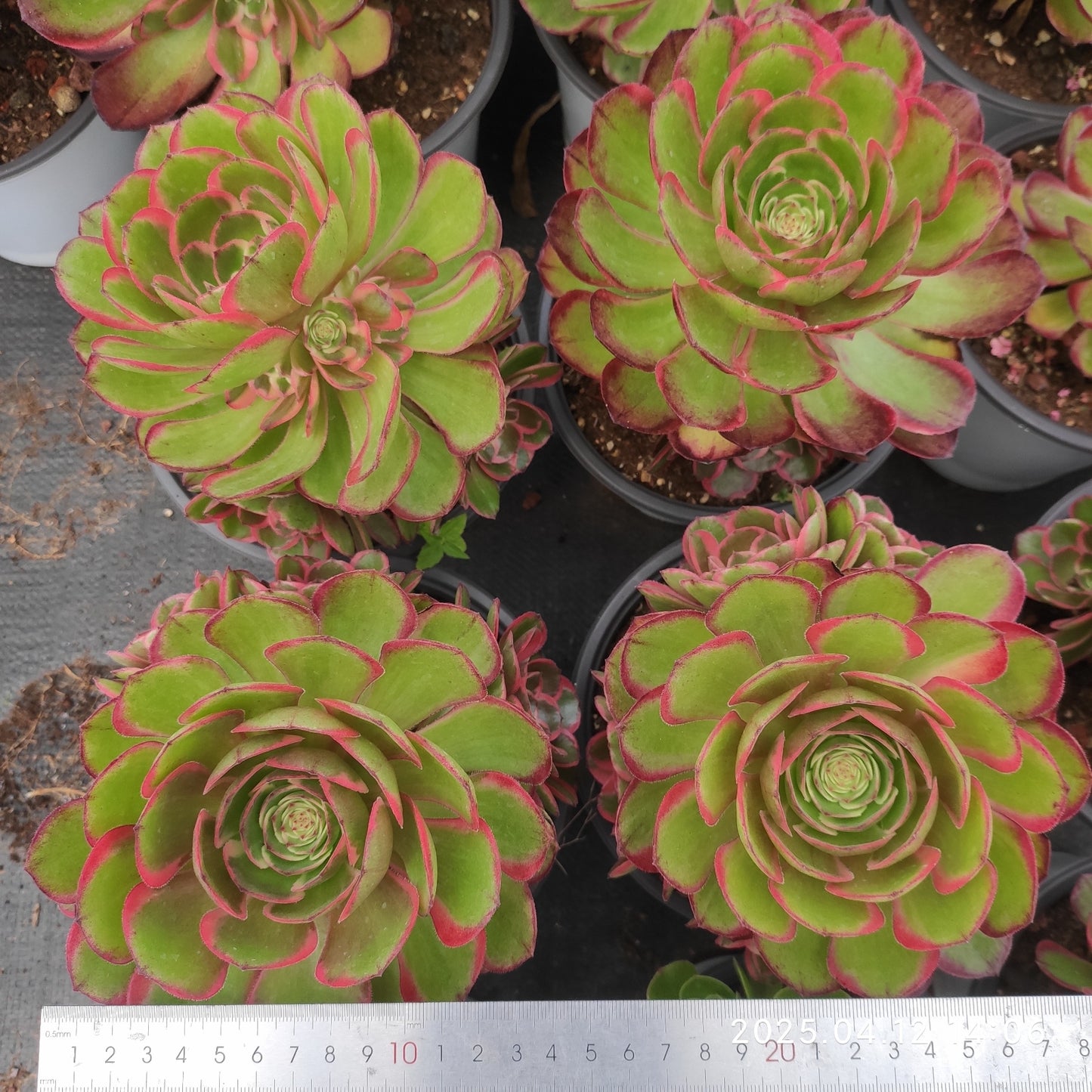 YF412 バンクェット (15cm pot)