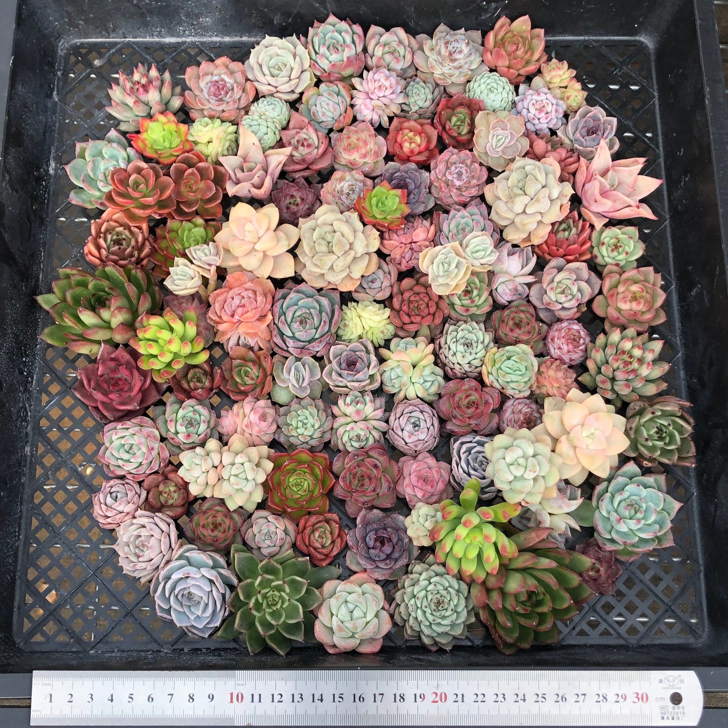 17856 ミックス苗 (穴トレー苗) 07