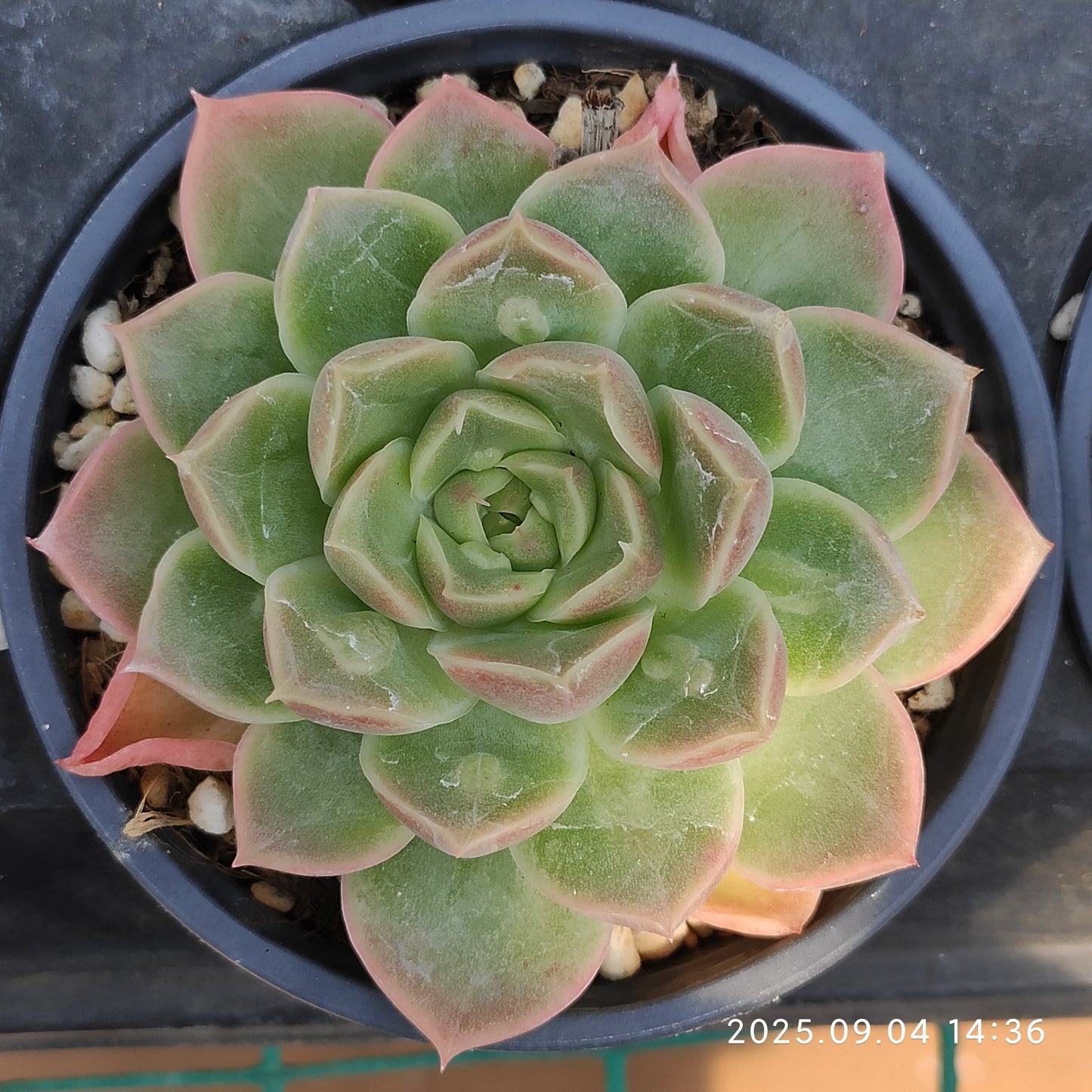 MMY1008 ドクター ストレーンジ(9cm pot)