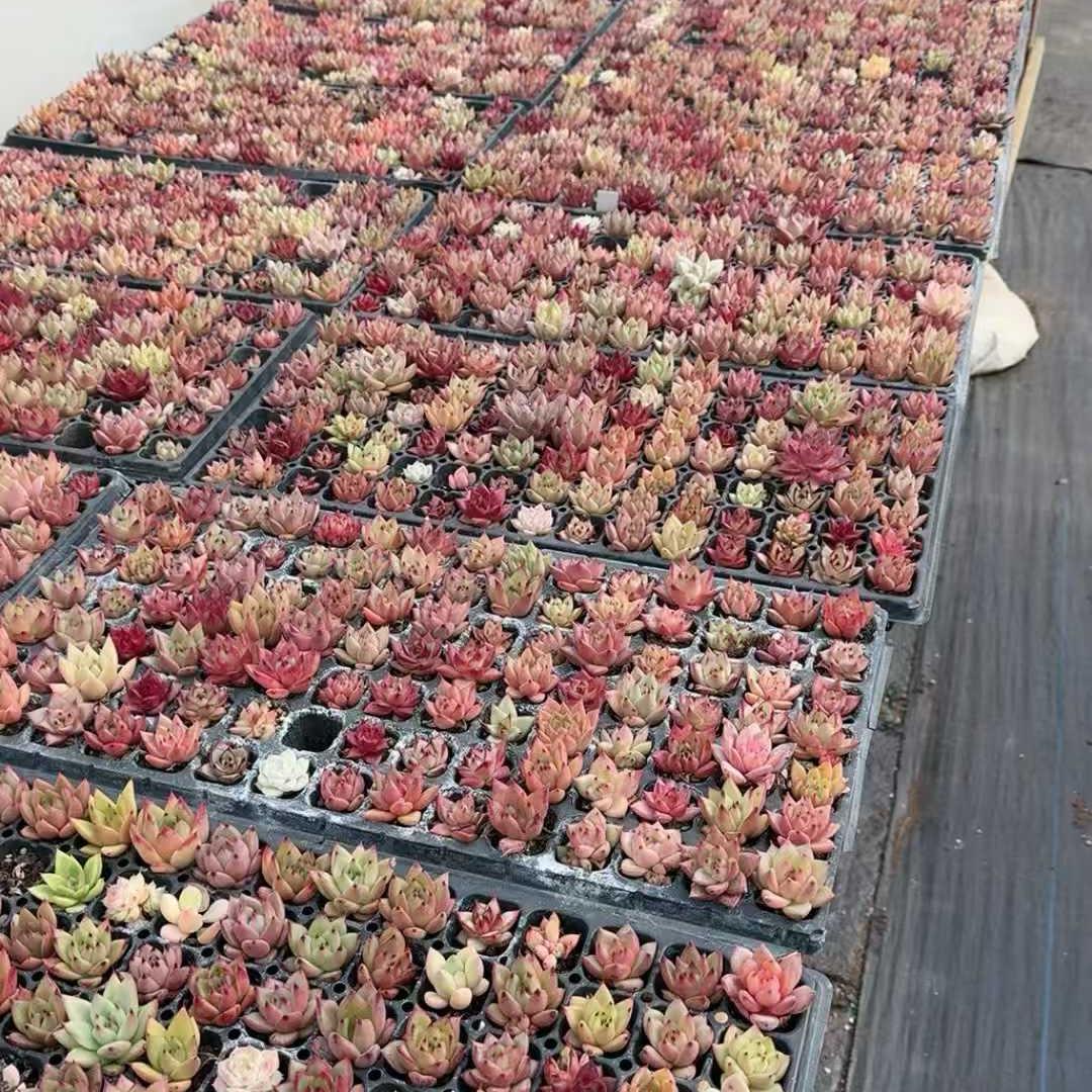 23221 ロメオ Hyb(3cm pot)(ポット苗)