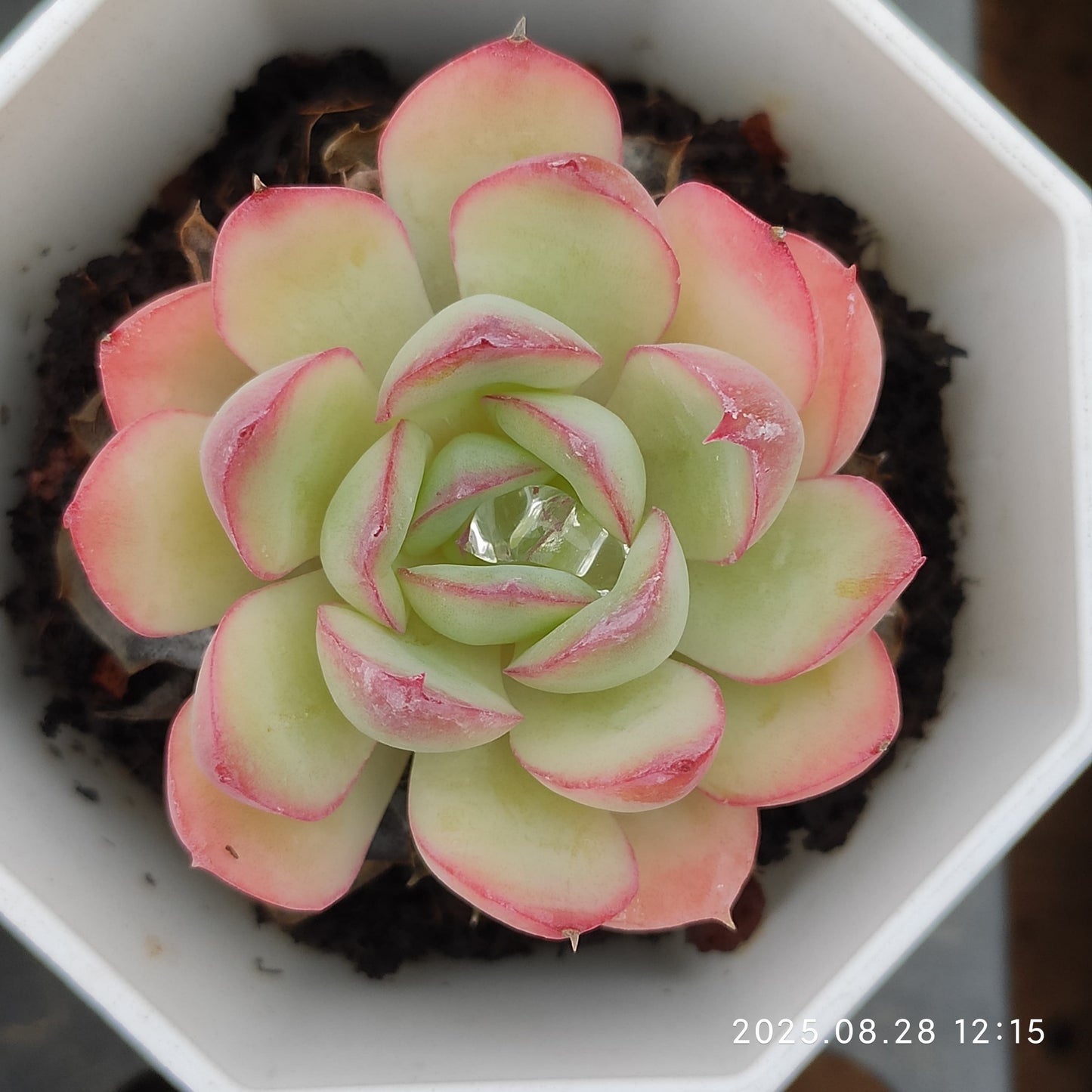 YBB053 ストロベリーアイス(7cm pot)