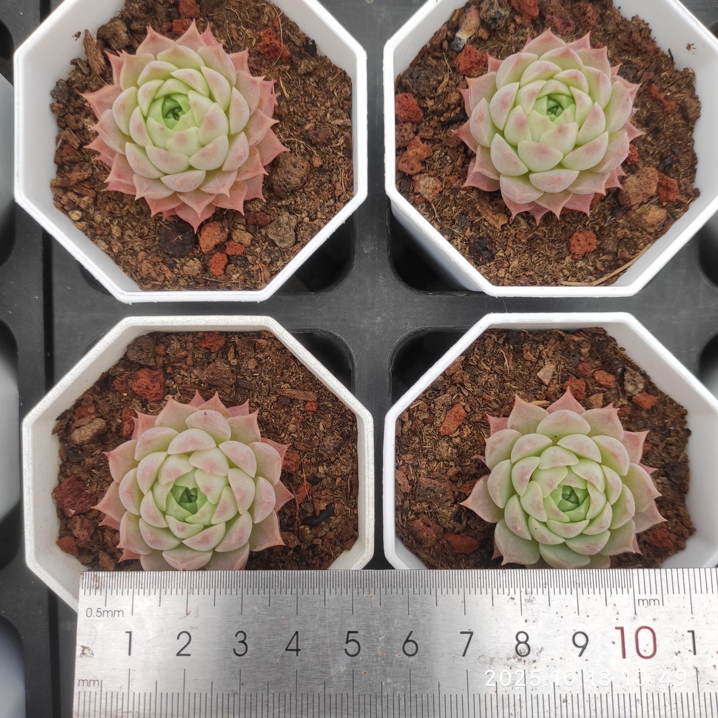 YBB048 シャーロットローズ(7cm pot)