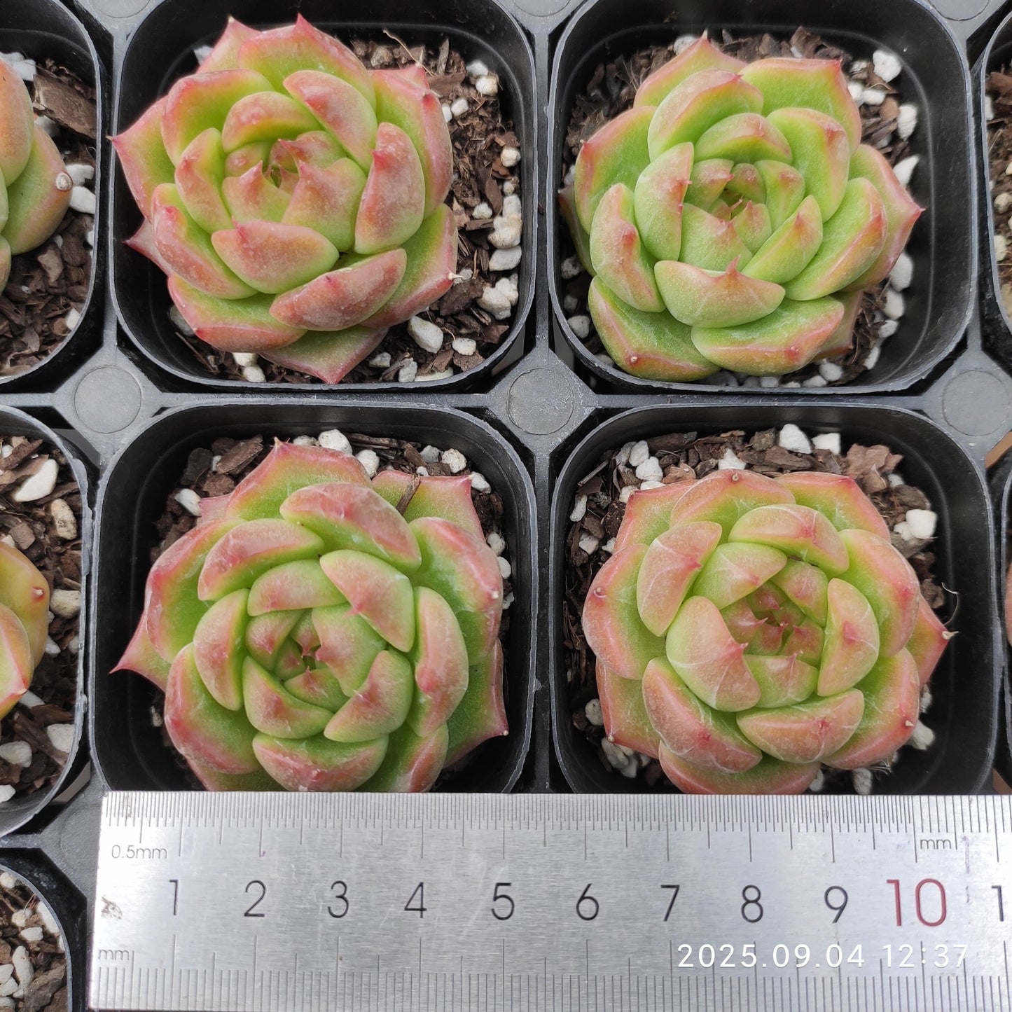 MMY1217 アローン スターHyb(6.3cm pot)