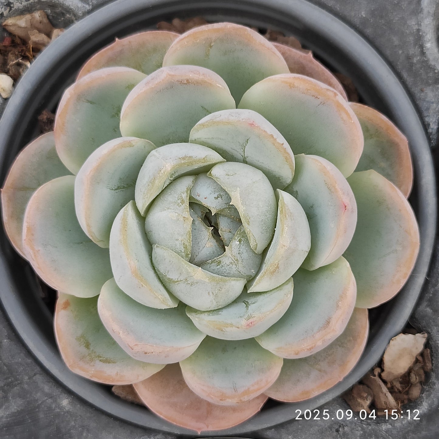 MMY889 ファット タイガー(9cm pot)