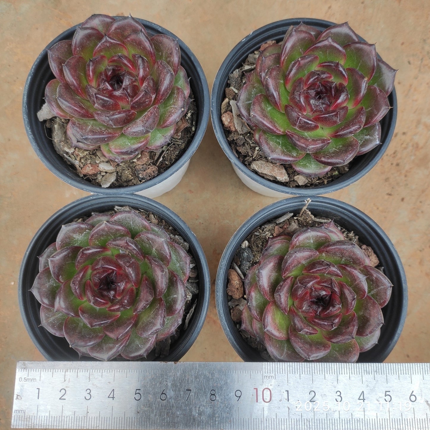 MMY1183 アイスランディック コフィー(9cm pot)