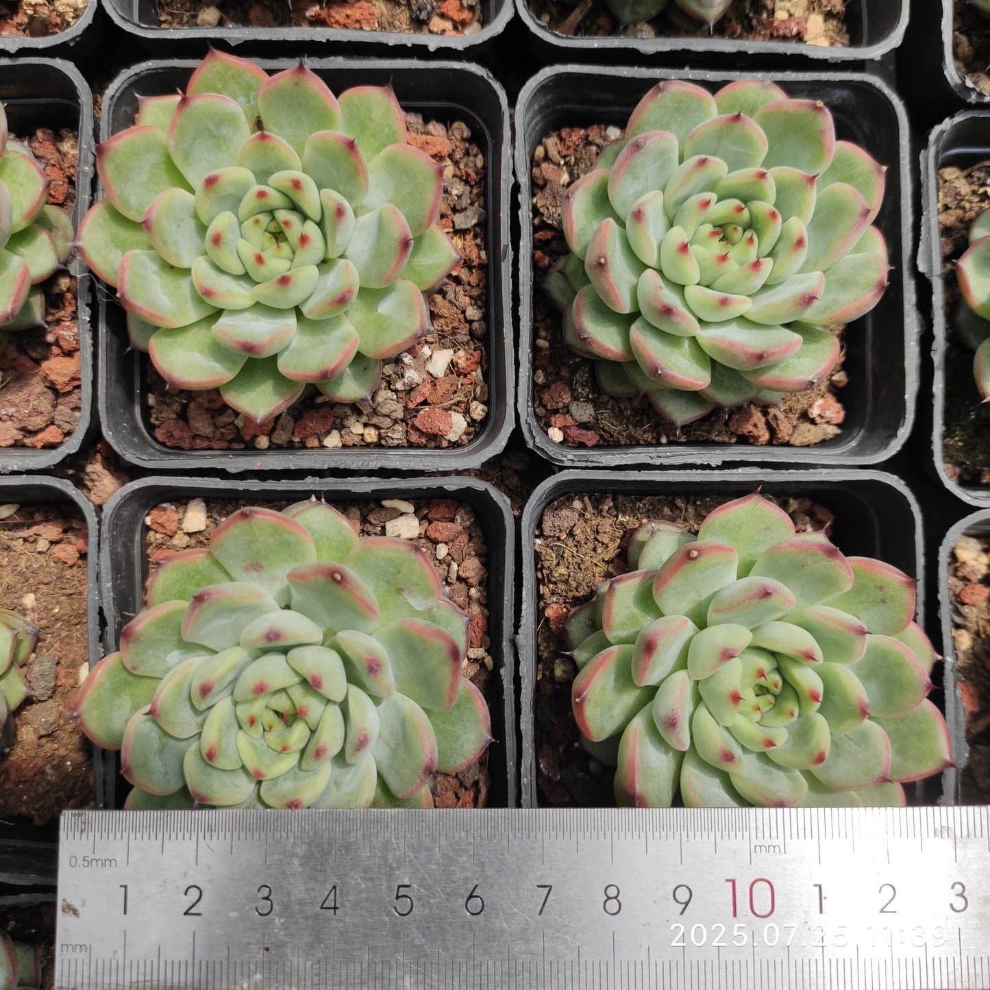 NGN559 スターライトジェニー(7cm pot)