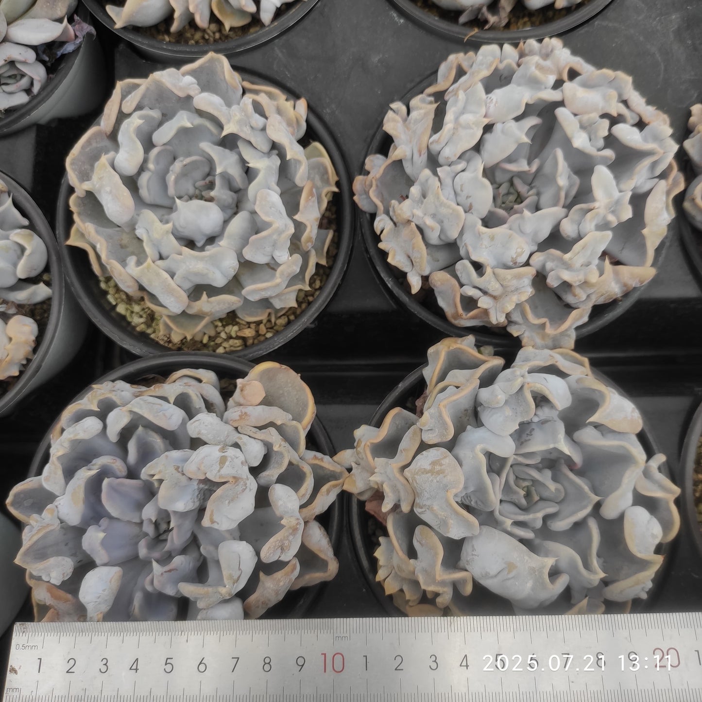 MMY900 スリラーパール(12cm pot)
