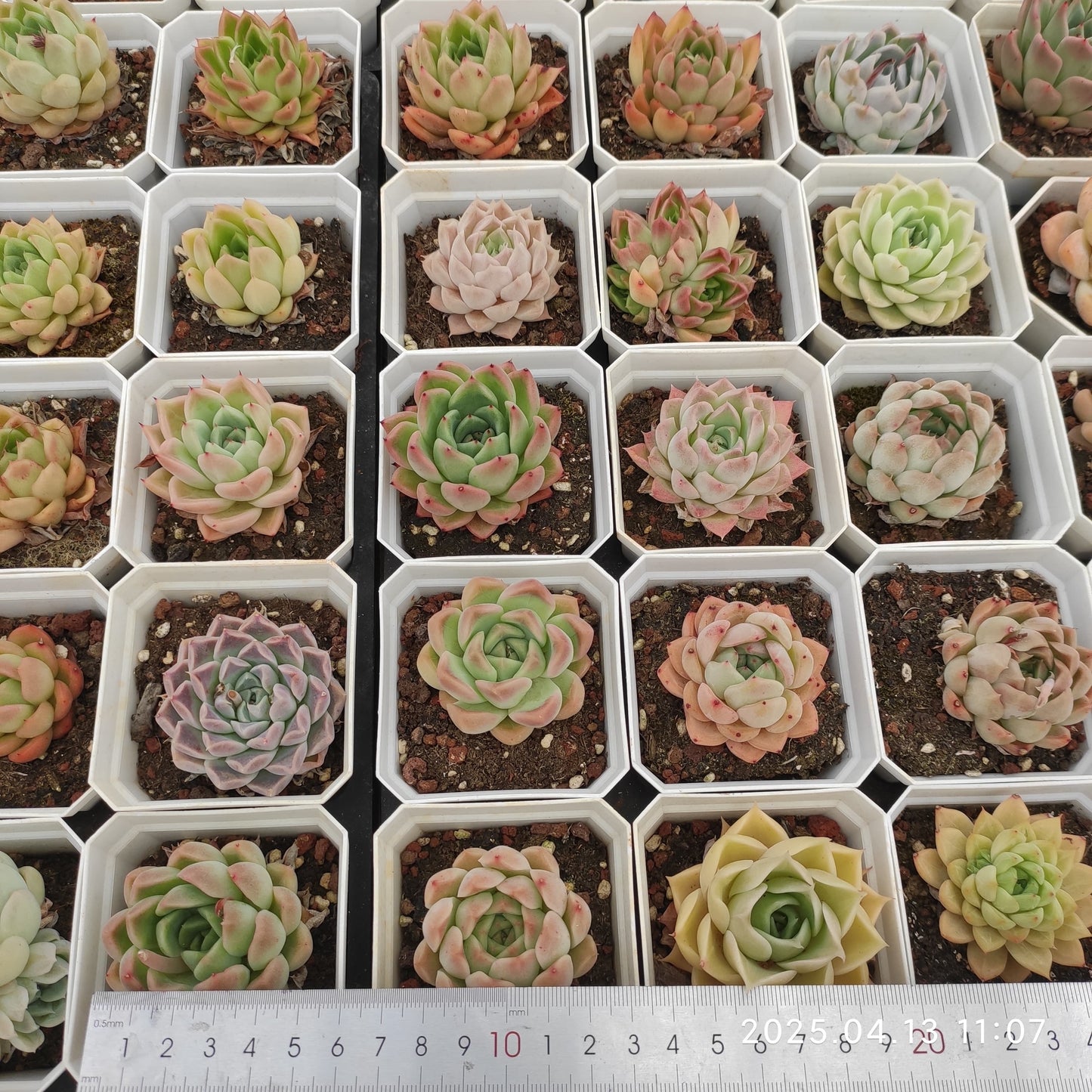 LMM361 ミックス苗(7cm pot)