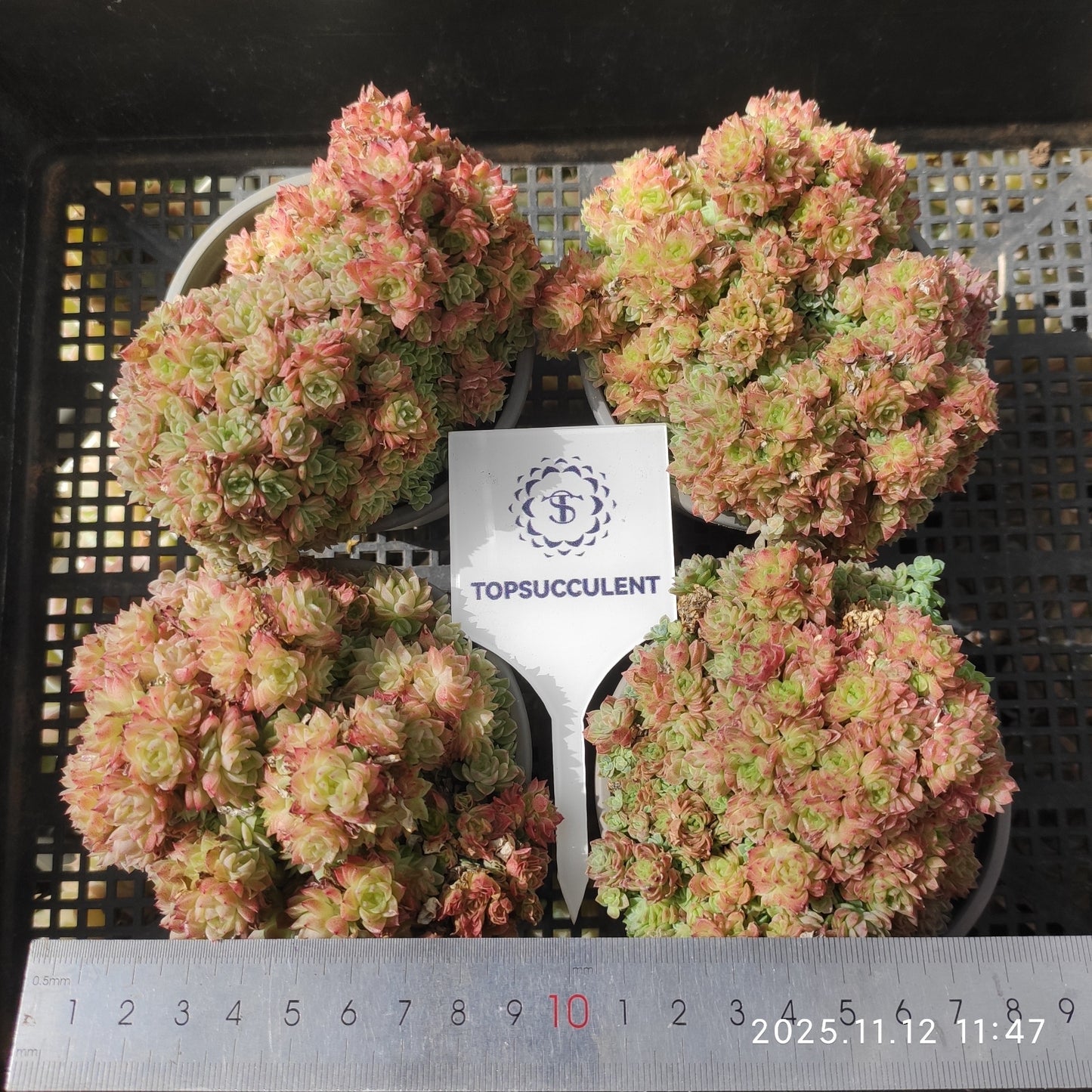 18342 グレープフルート マルギャン(9cm pot)