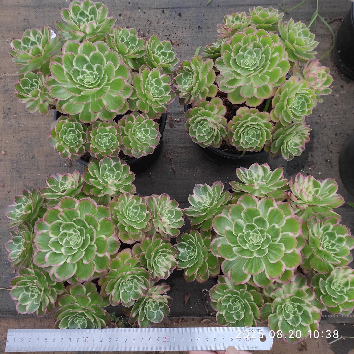 YF469 カロフル ランターンズ(20cm pot)