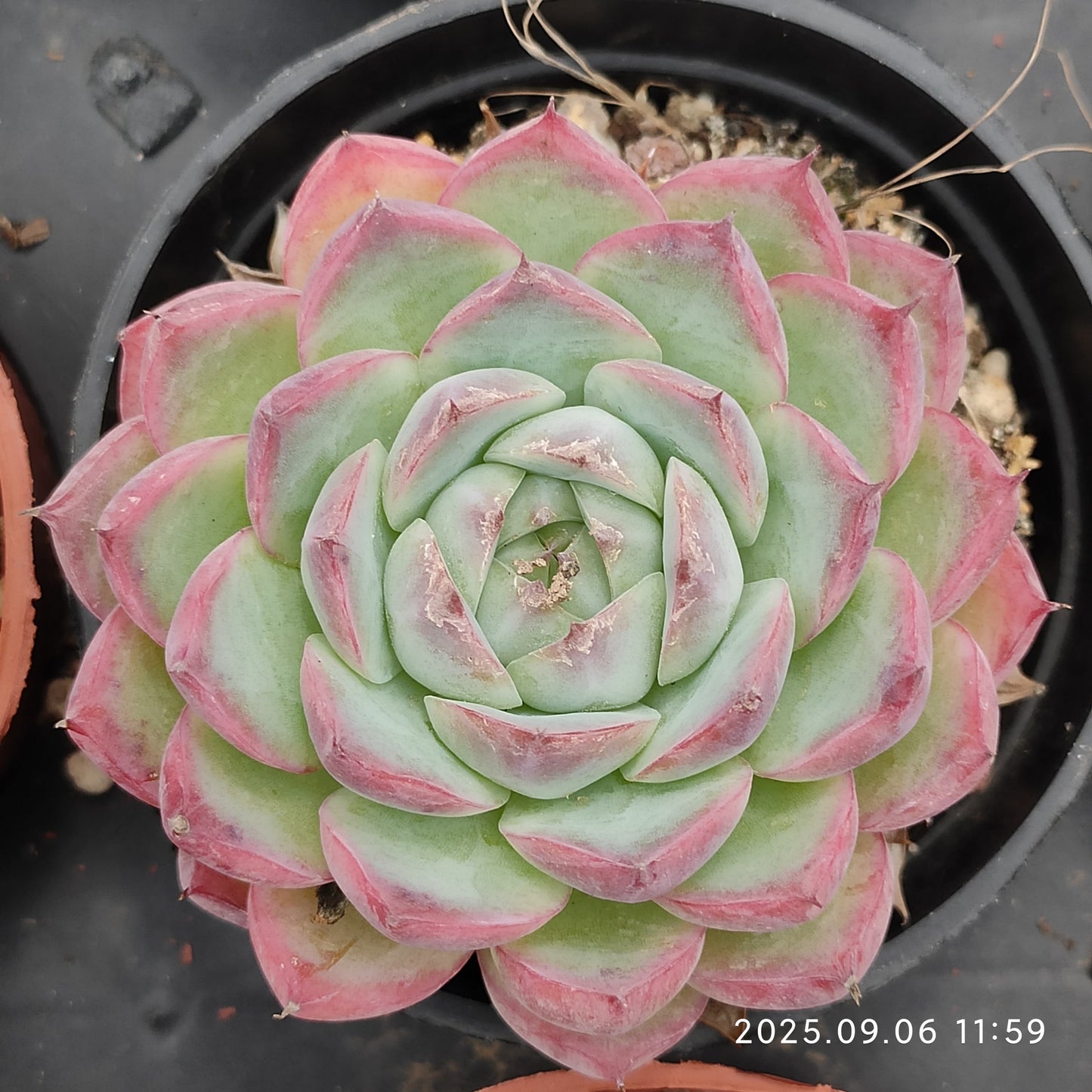 RC043 ピンククリスタルローズ(9cm pot)