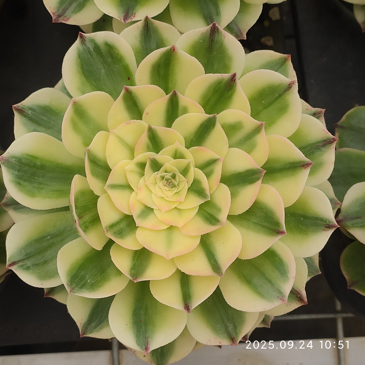 ON718 アエオニウム エリザベス(12cm pot)