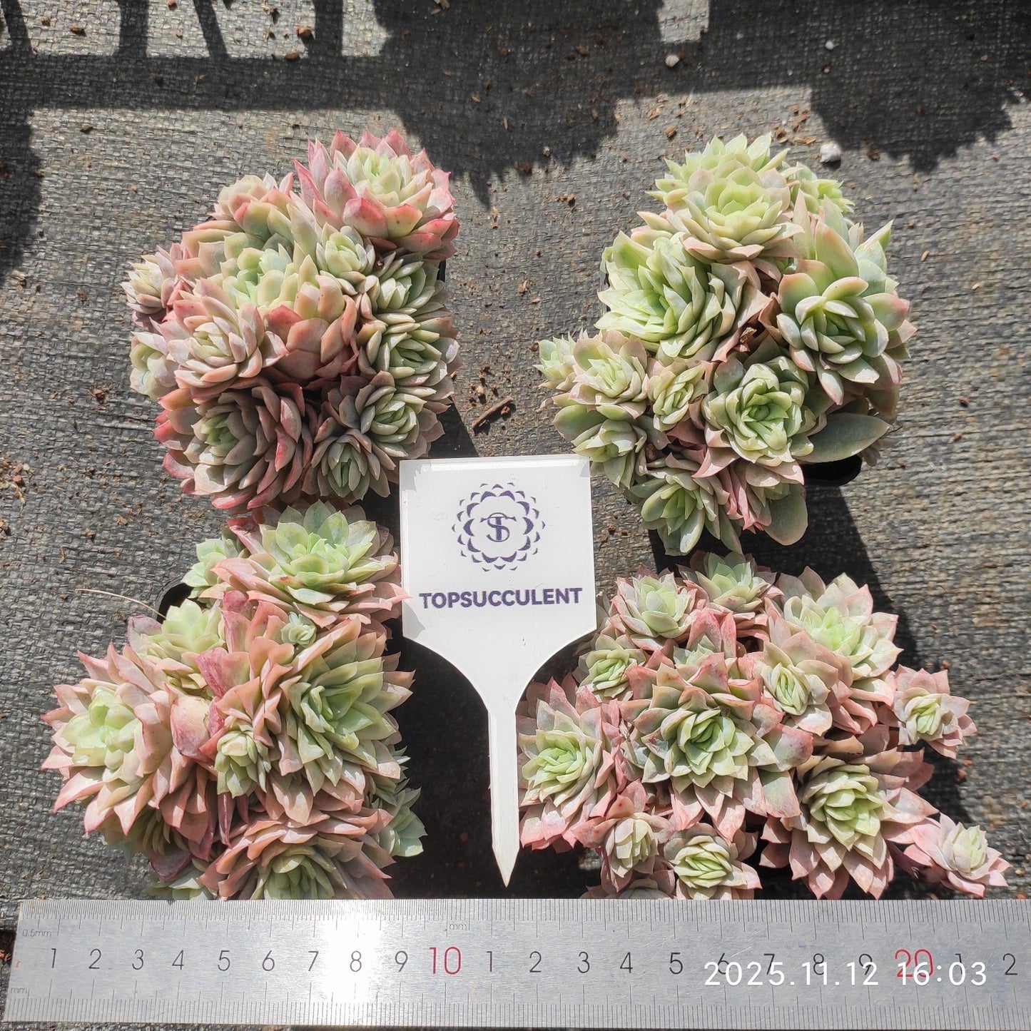 17216 バイオレットクイーン錦(7cm pot)