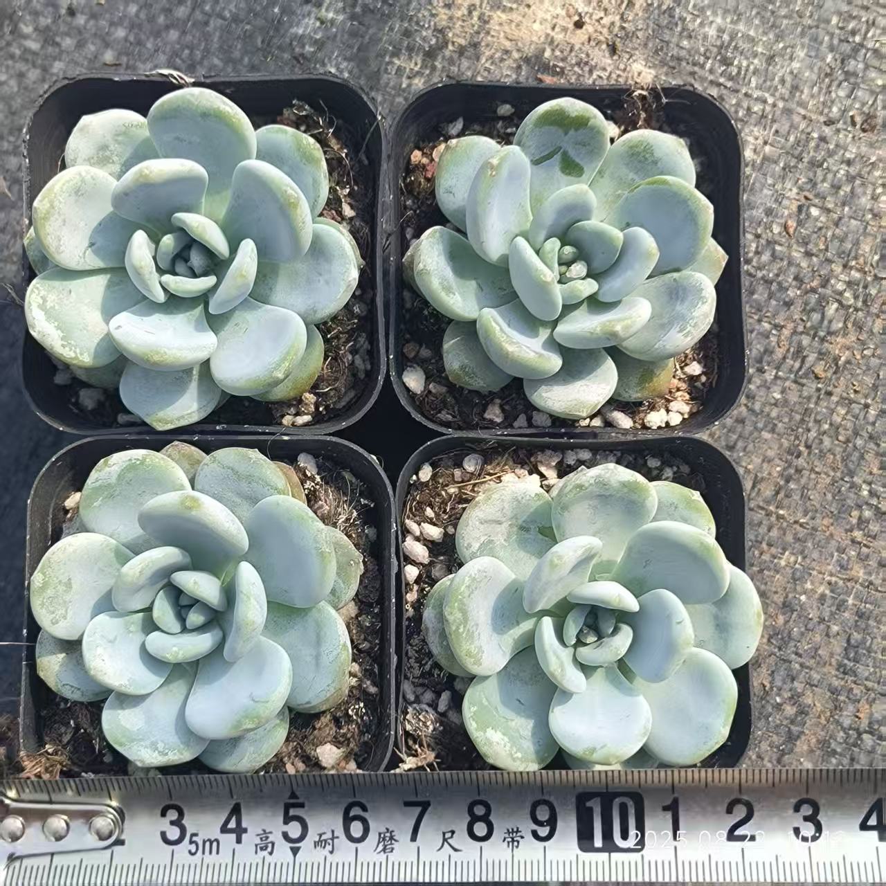 LYC107 ゴールドブーケ(6.5cm pot)