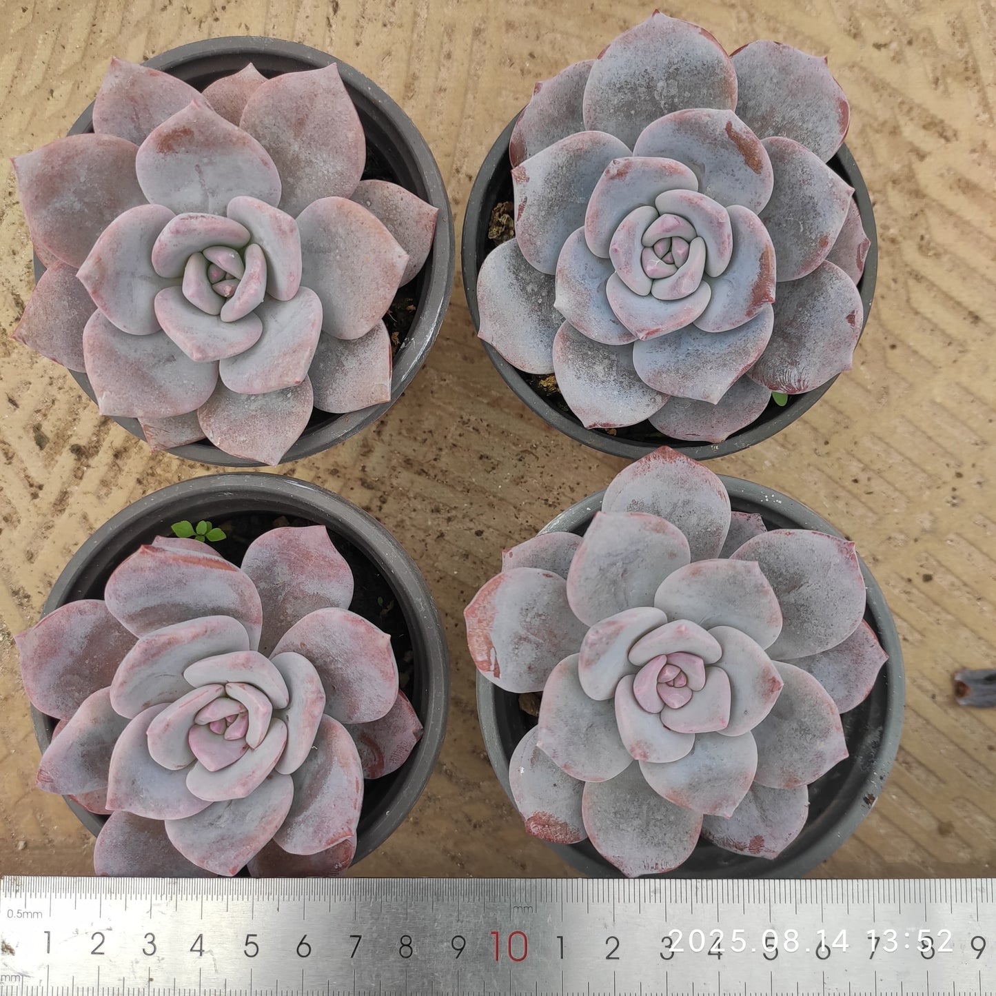 ZX340 サクラスノー(9cm pot)