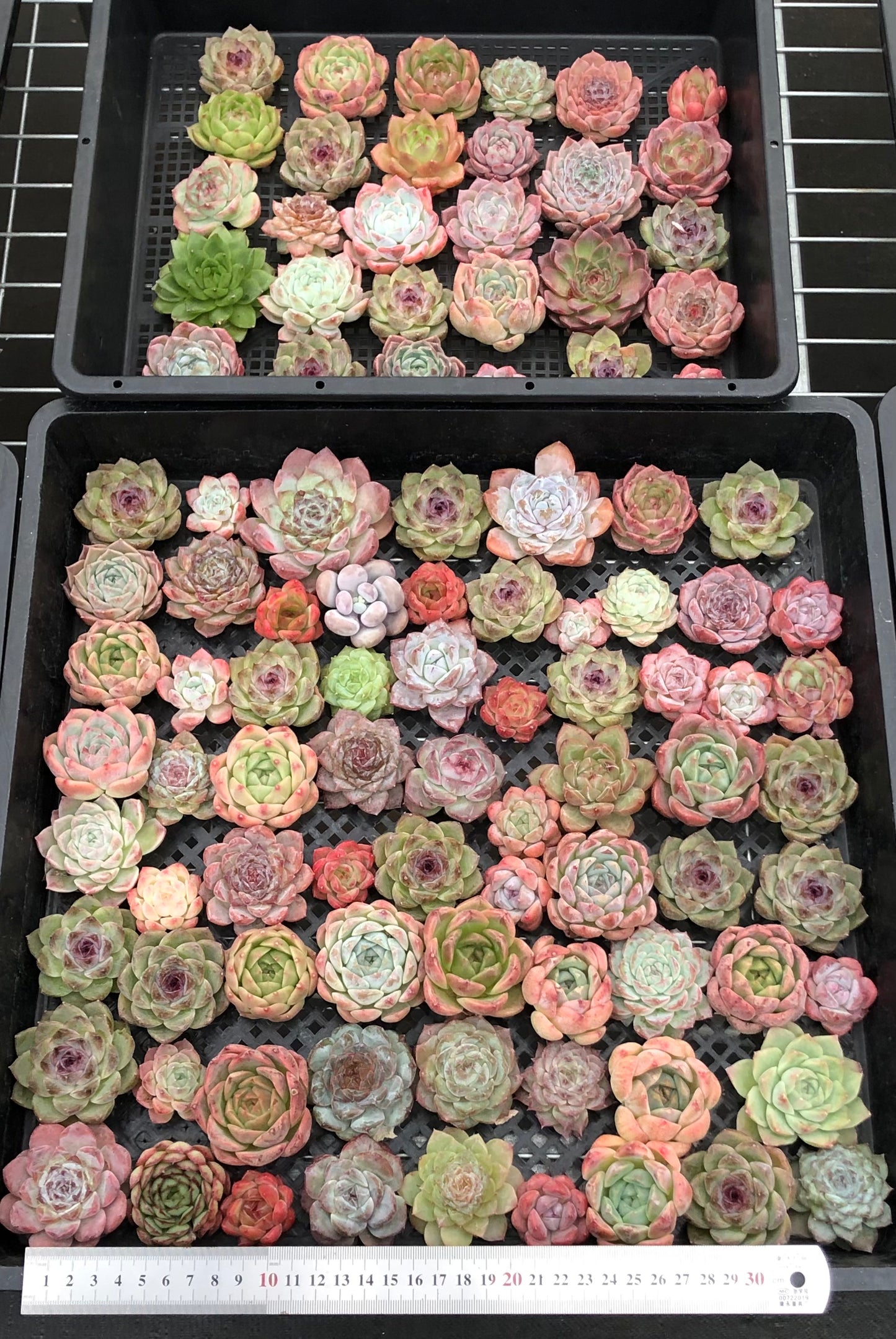 20076 ミックス苗100株(4cm pot)18