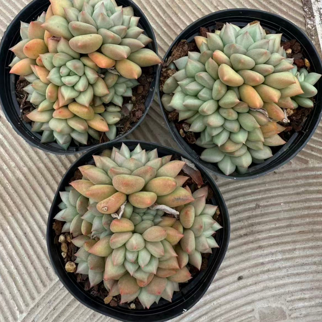 22559 アイボリー(11cm pot)